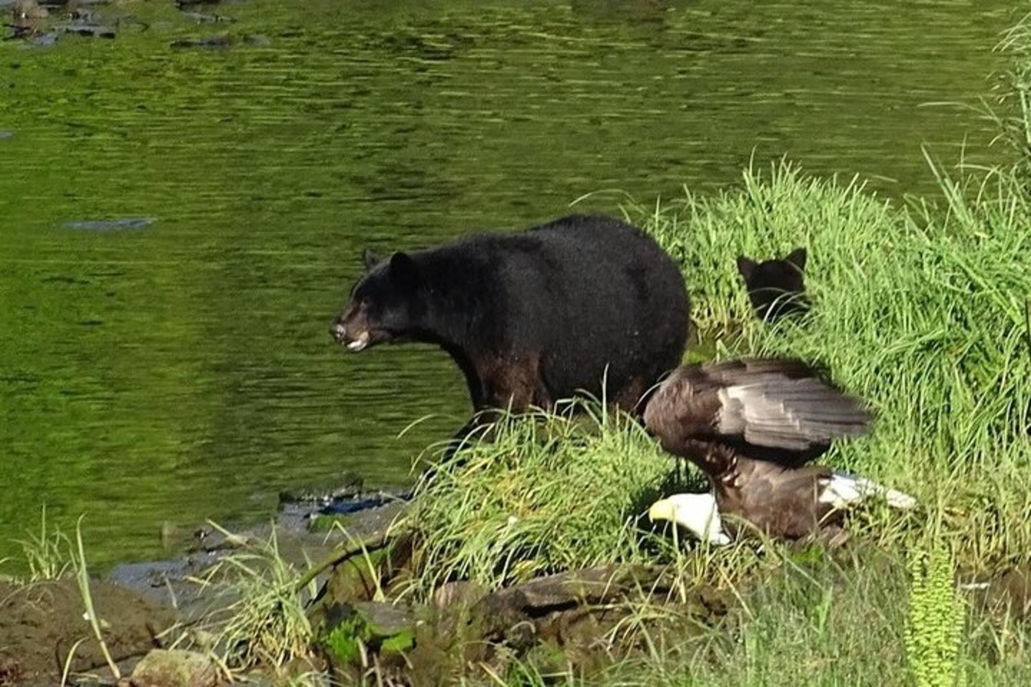 Ketchikan Private Custom Tour 4 hr