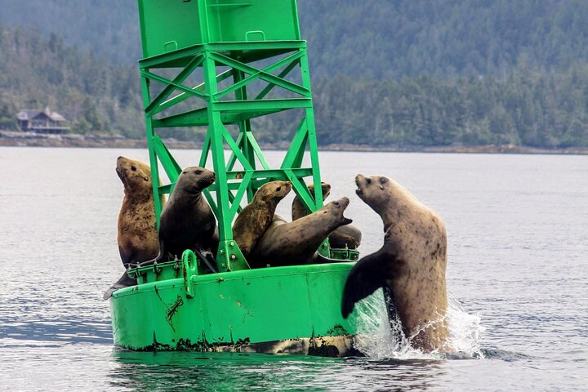 Sitka Marine Wildlife Tour - Image 5
