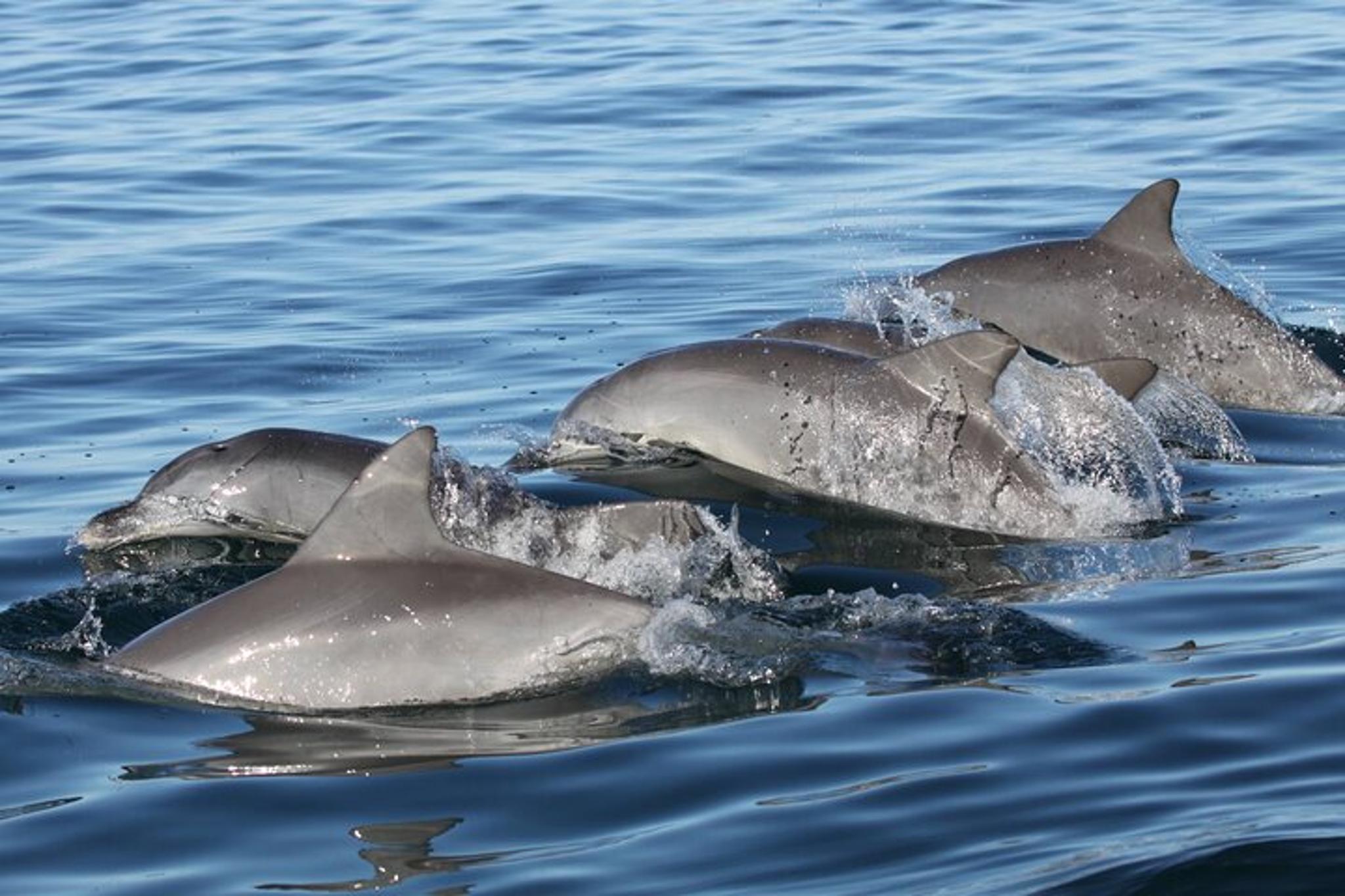St. Pete Dolphin Watching and Shelling Tour - Image 4