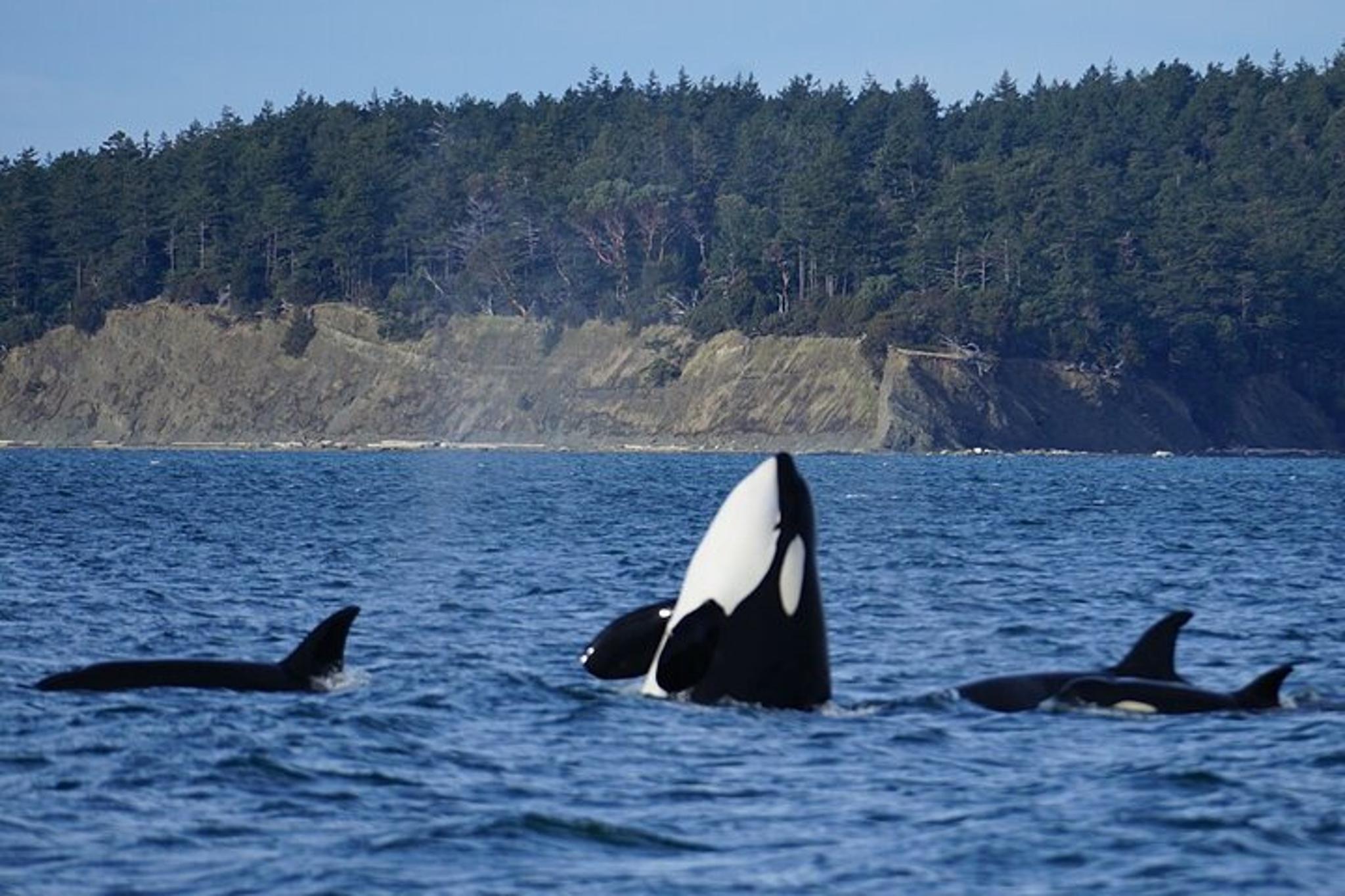 Orcas Island Orca Whale Tour