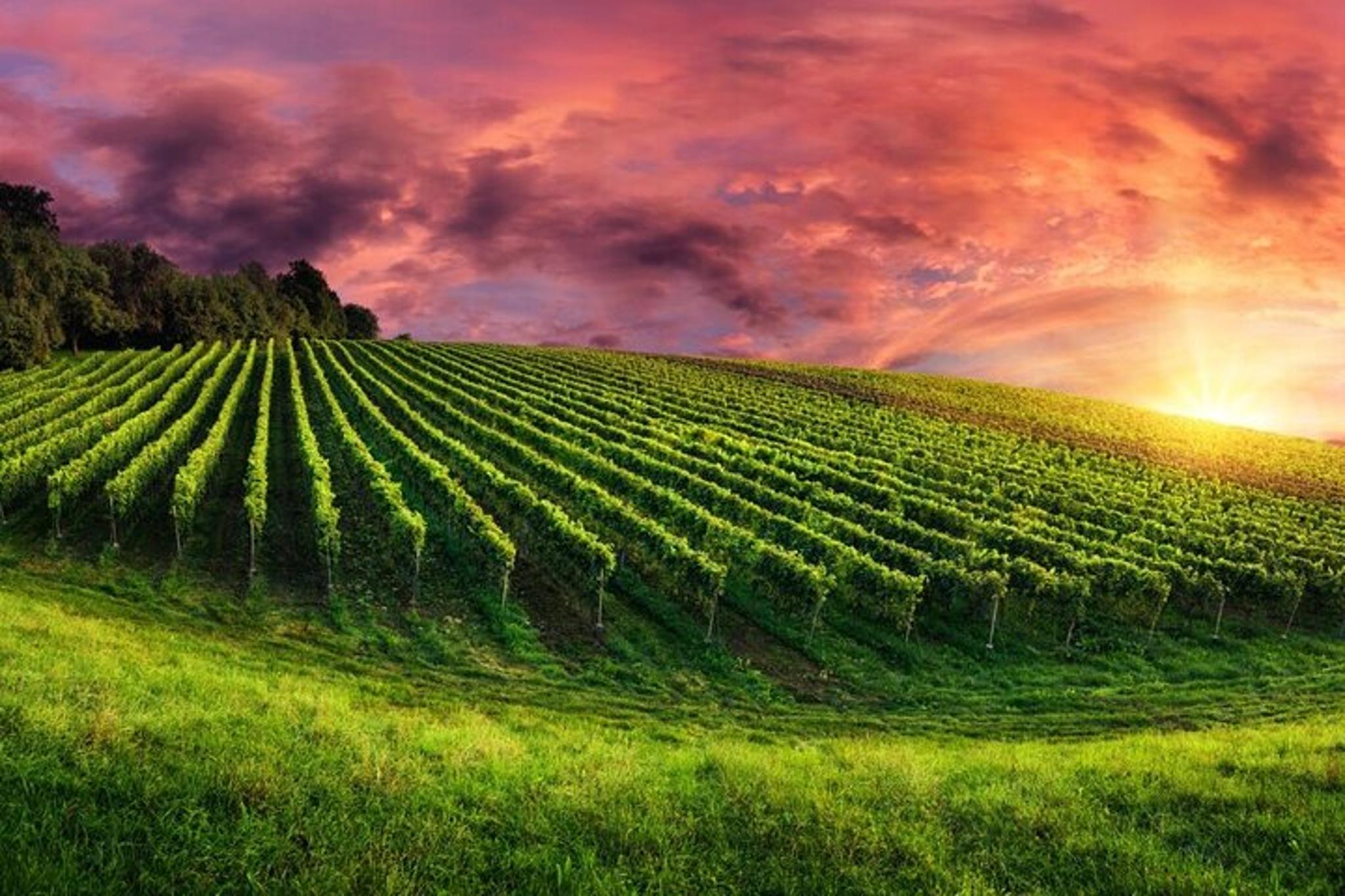 Phoenix Vortex and Vineyard Tour - Image 3