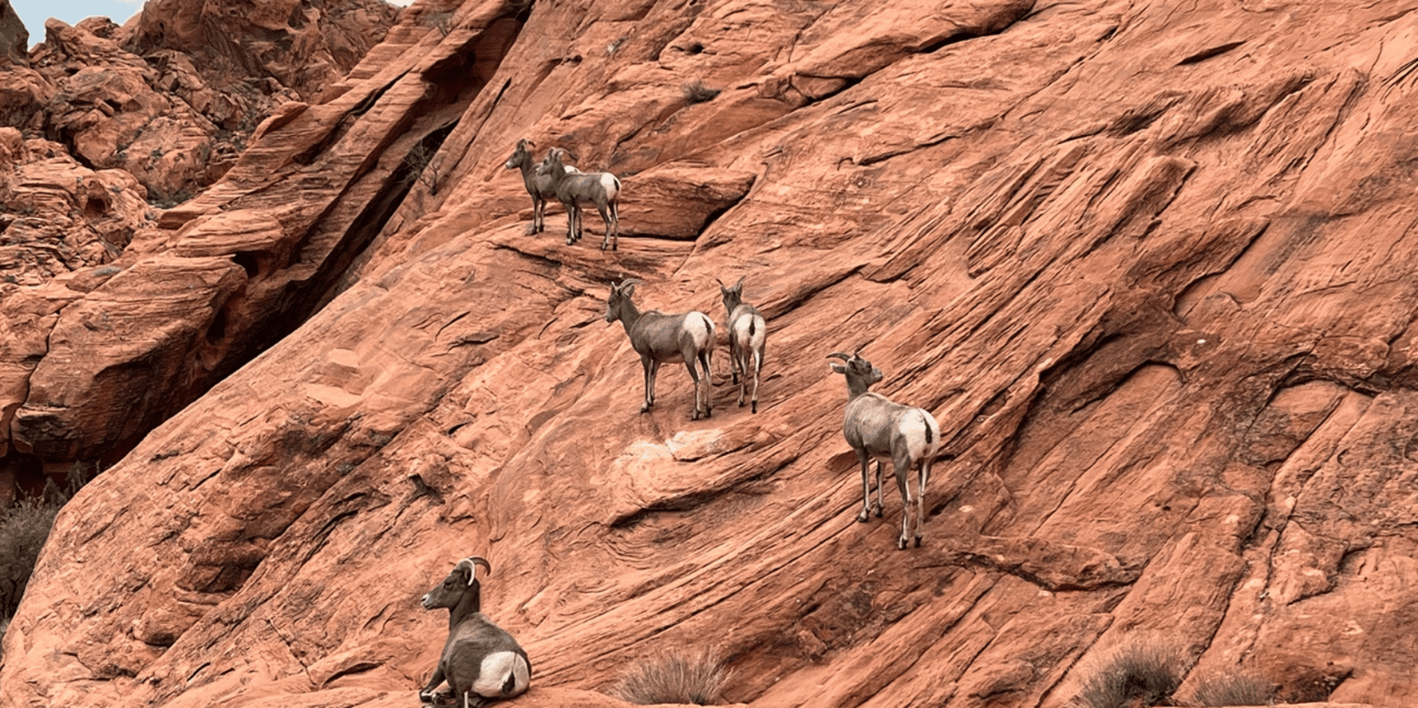 Las Vegas Valley of Fire and Hoover Dam Tour - Image 4