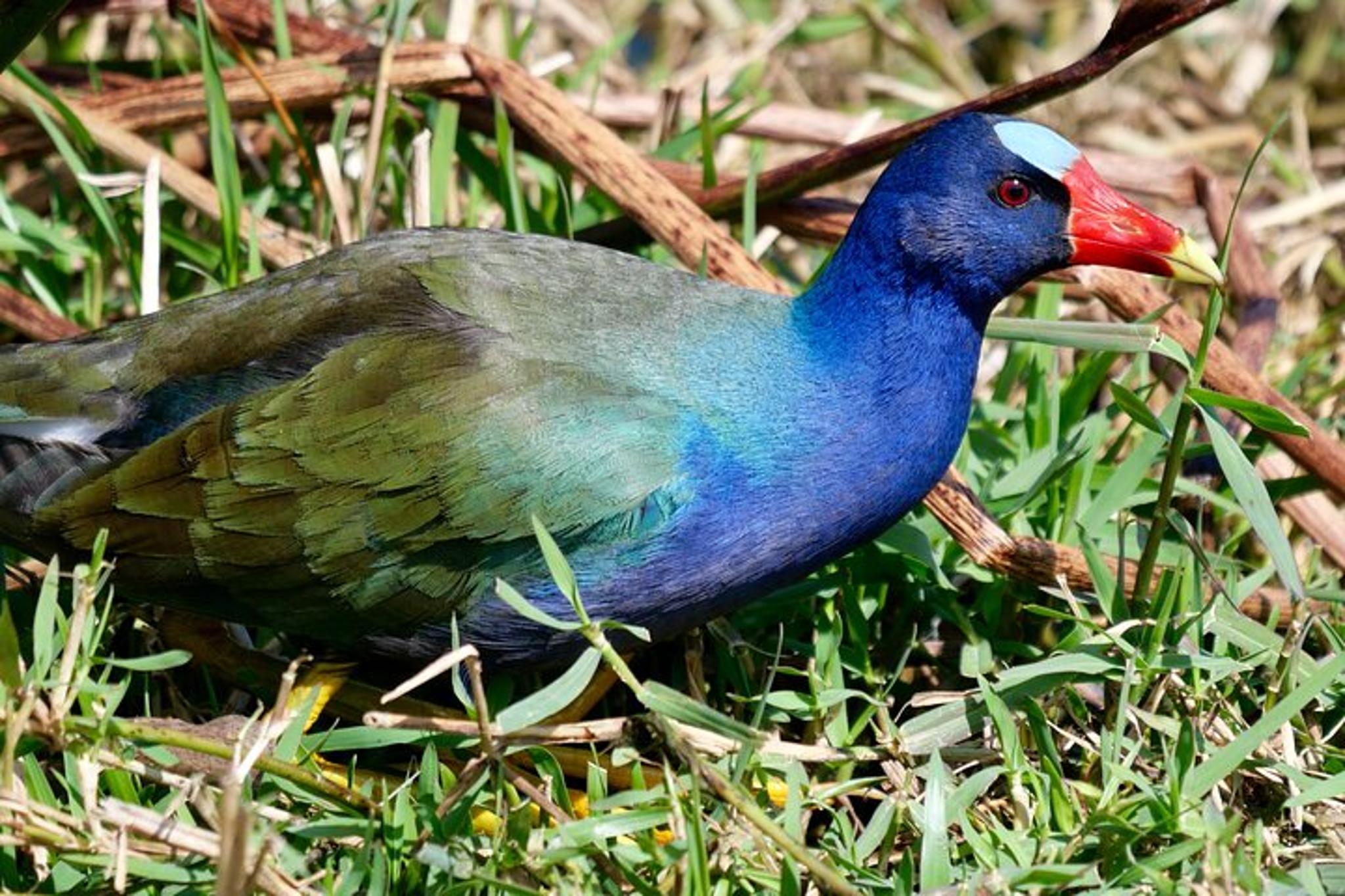 Orlando Wildlife Drive Eco Tour with Moonshine Tasting - Image 5