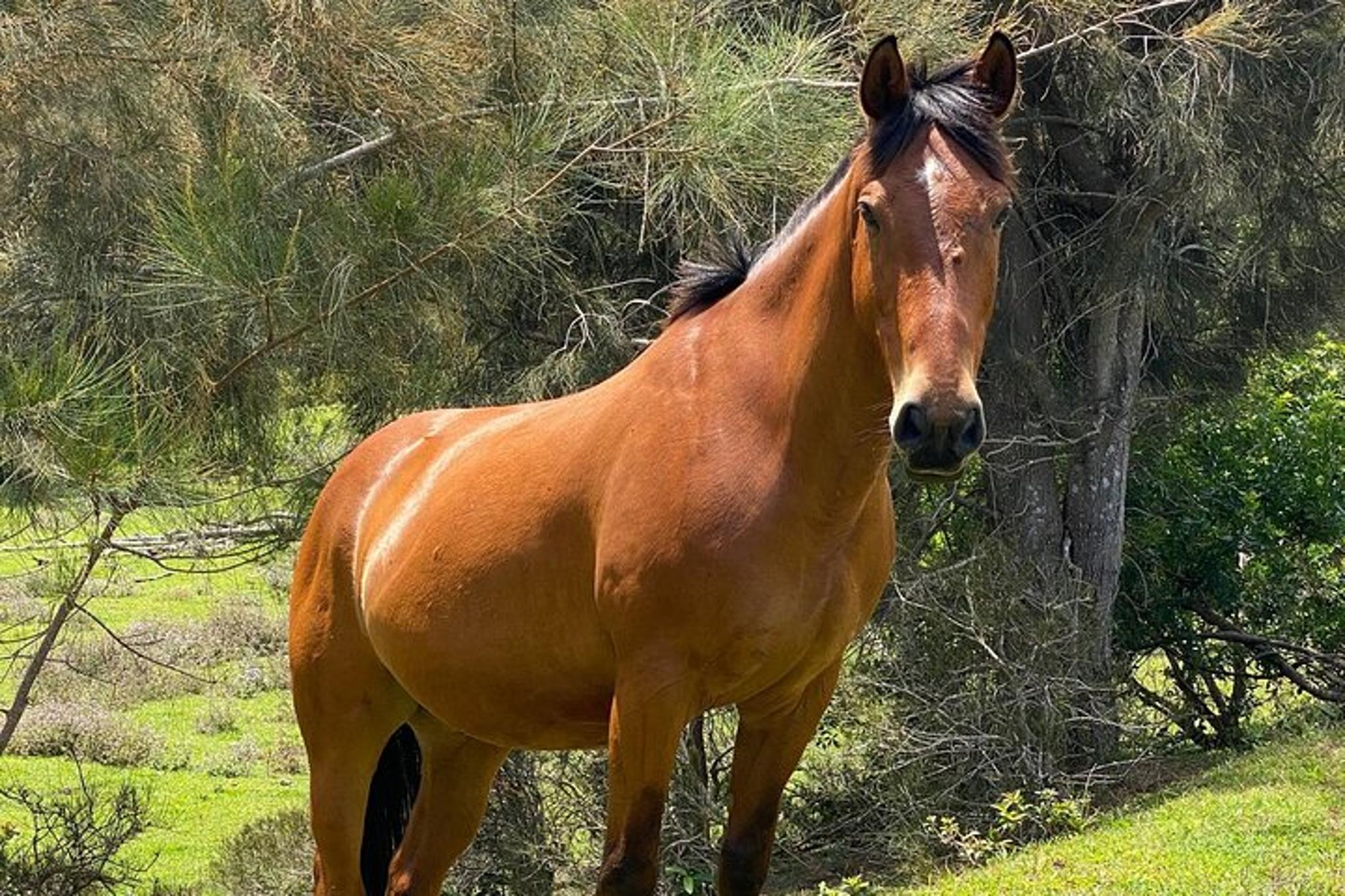 Big Island ATV Ranch Ride - Image 4