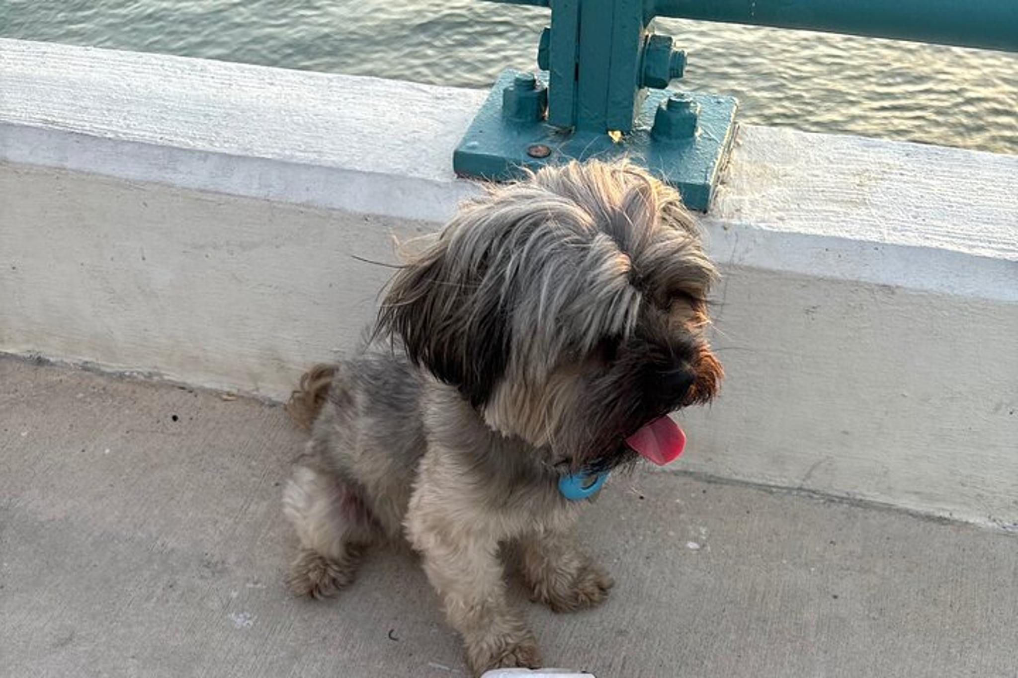 Treasure Island Electric Bike Tour at Sunset - Image 4