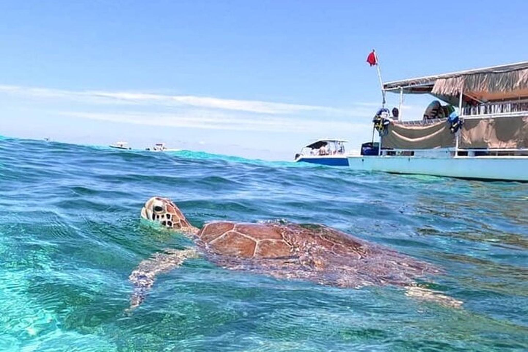 Islamorada Snorkeling Tour from Islander Hotel 2 hr - Image 6