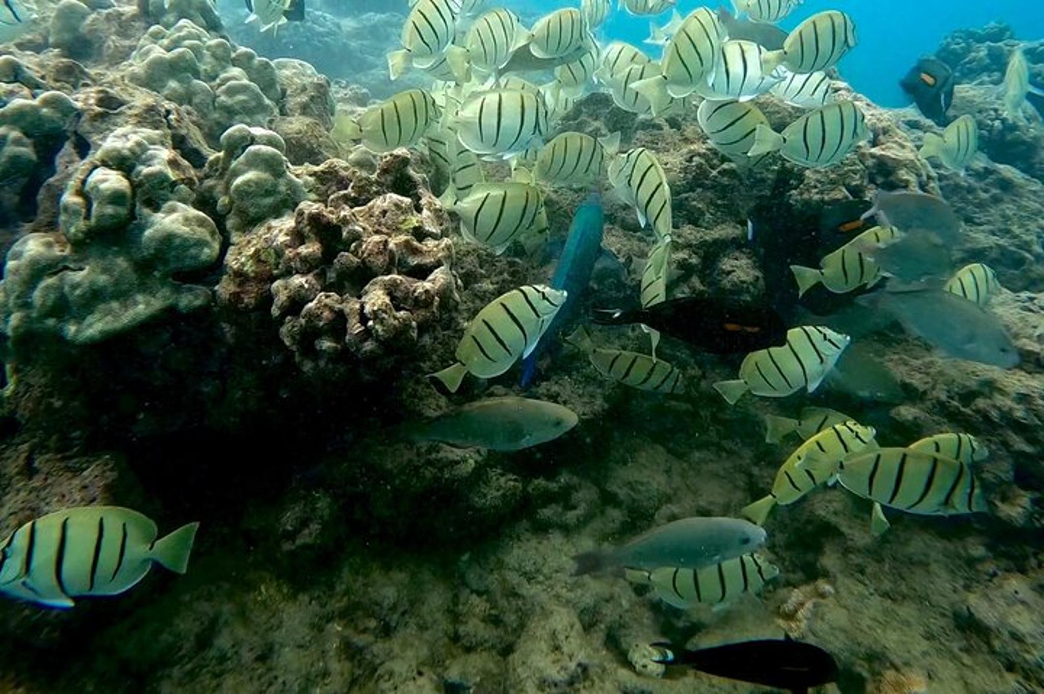Hilo Sea Turtle Snorkel Adventure - Image 3