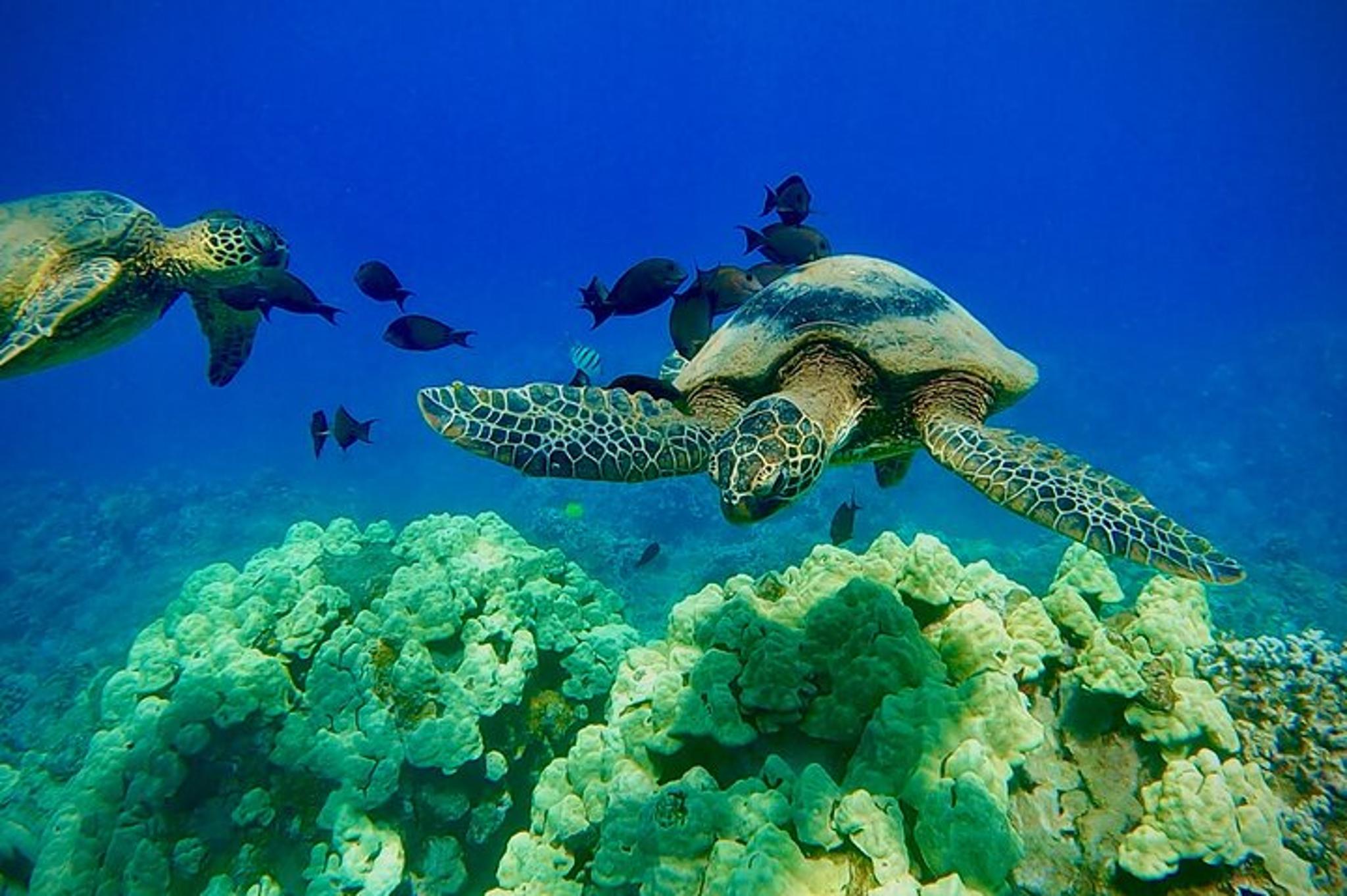 Maui Snorkel Tour with Marine Biologist