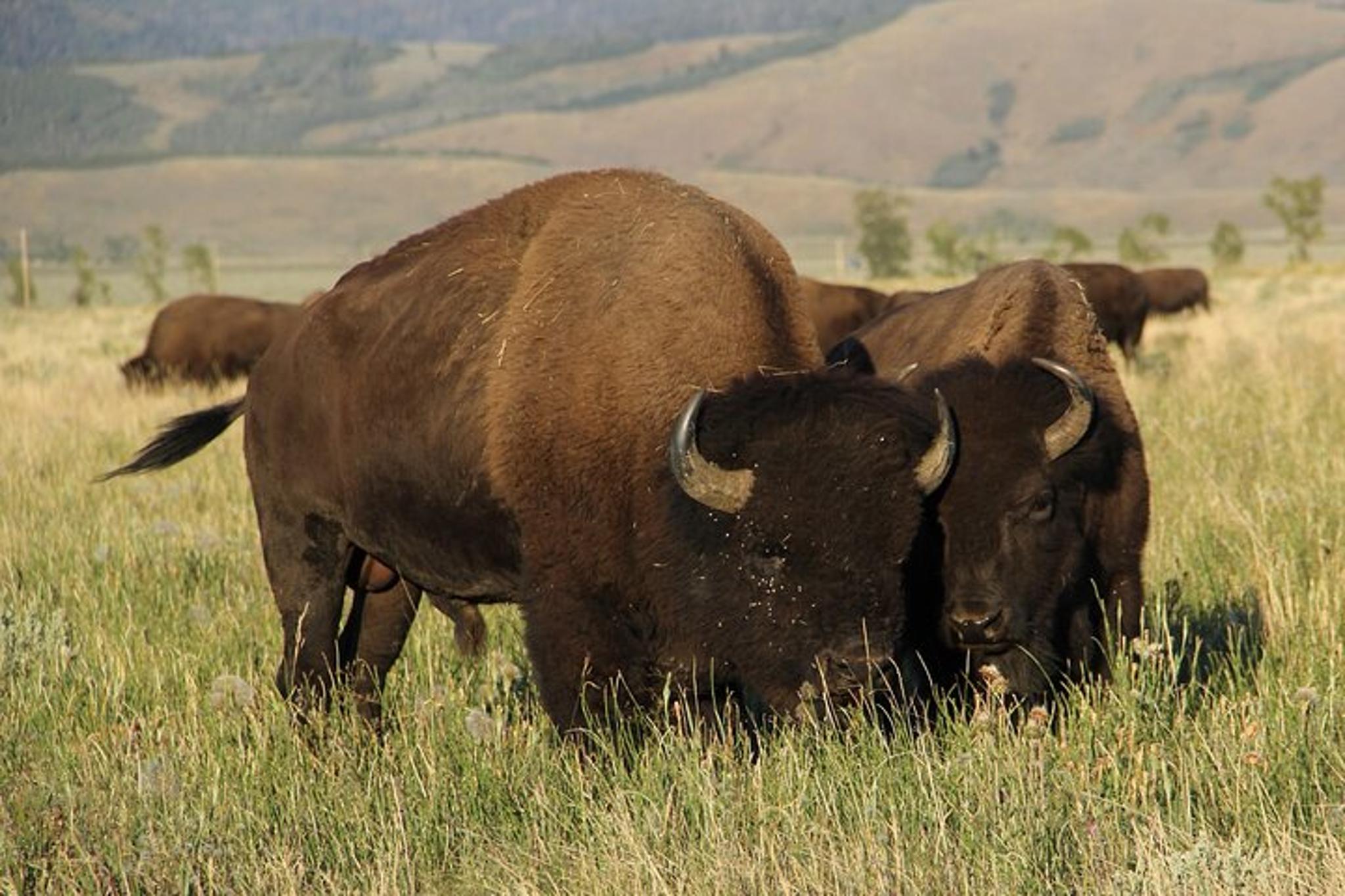 Jackson Wildlife Safari in Grand Teton National Park Full Day - Image 3
