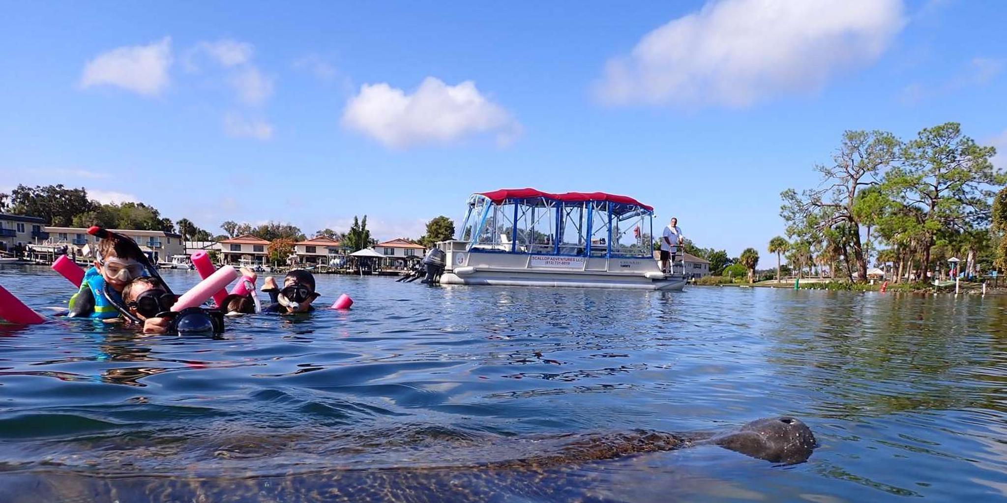 Crystal River Swim with Manatees Tour - Image 4