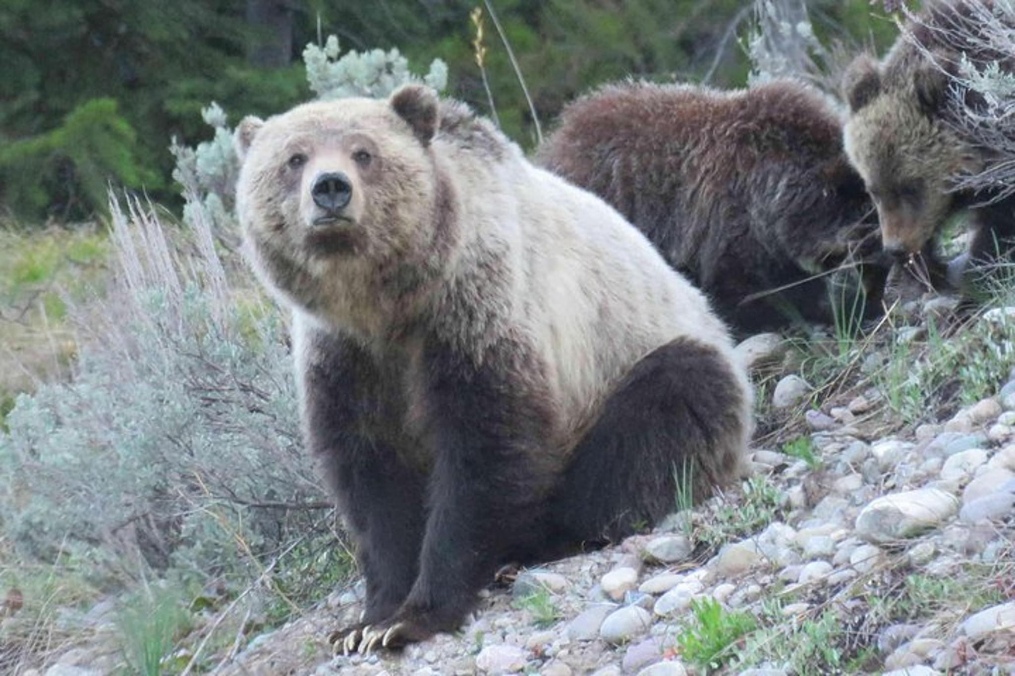Yellowstone National Park Private Tour 2 Days - Image 2