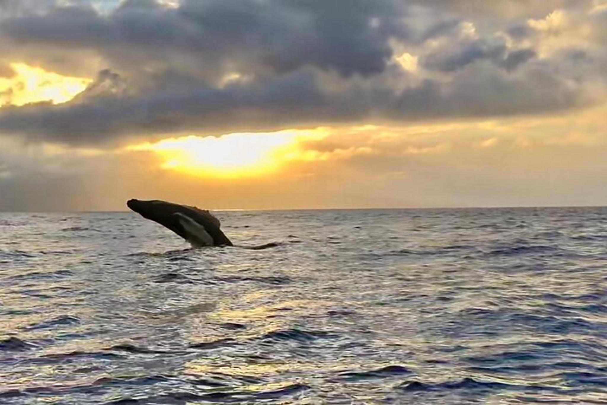 Maui Whale Watching Tour at Sunset - Image 5