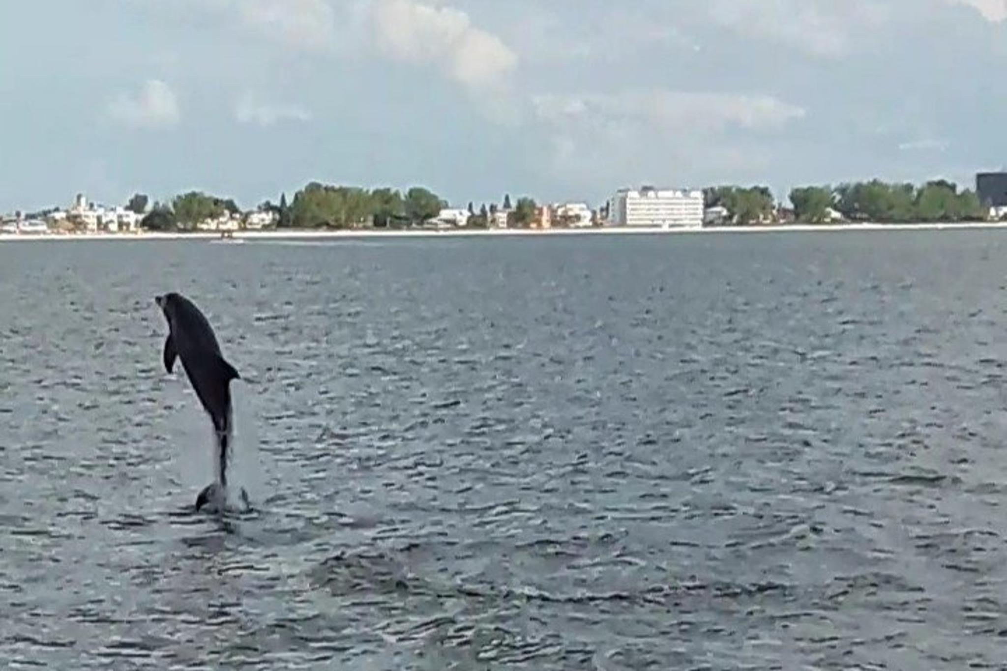 Madeira Beach Dolphin Watching Eco Cruise 90 min - Image 5