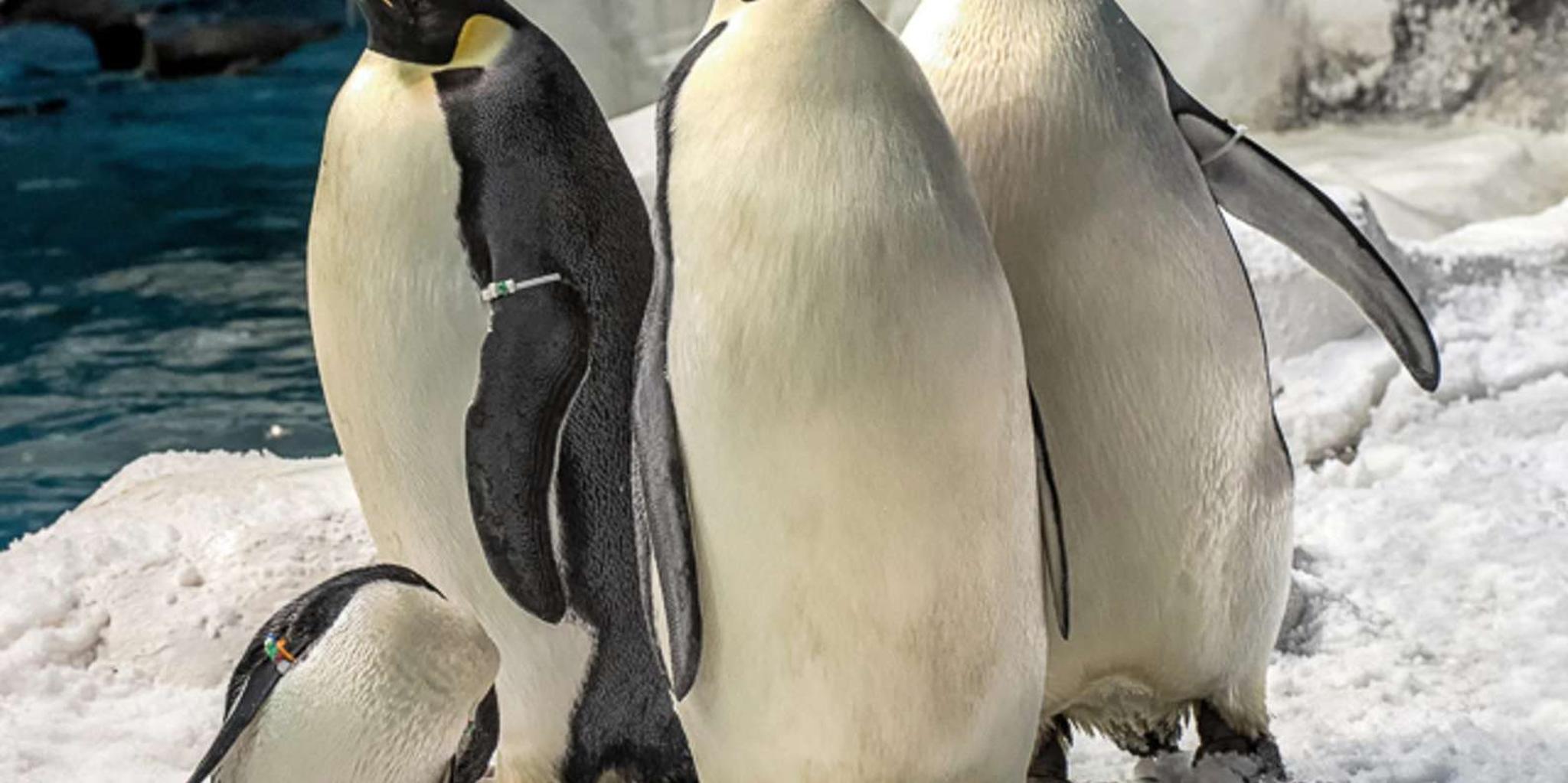 San Diego SeaWorld Park Admission - Image 3