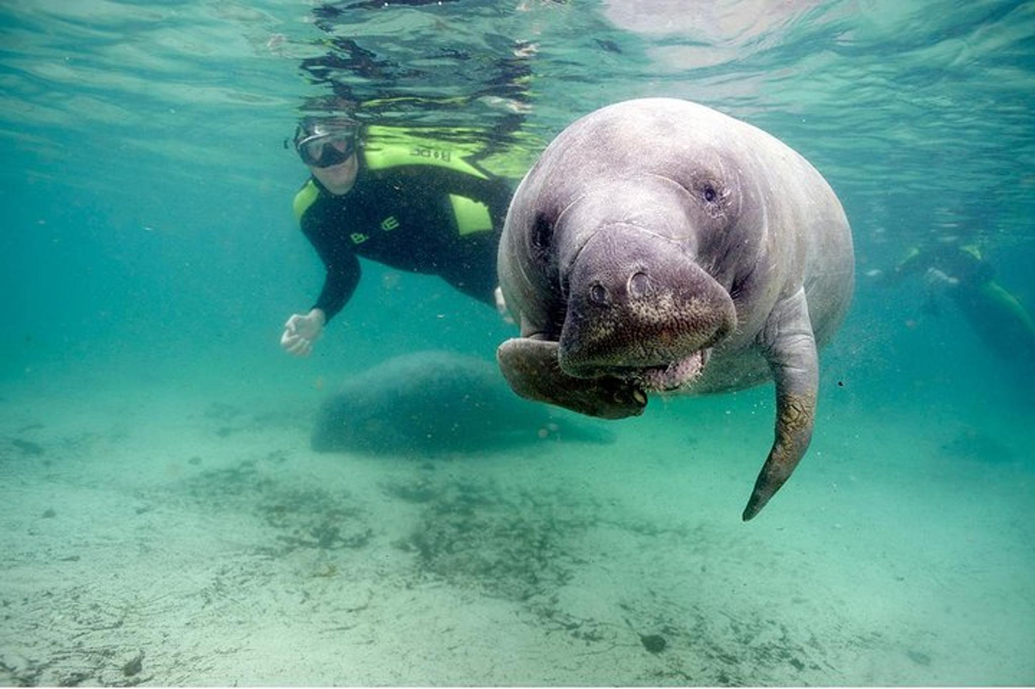 Crystal River Manatee Tour with Divemaster 3 hr - Image 4