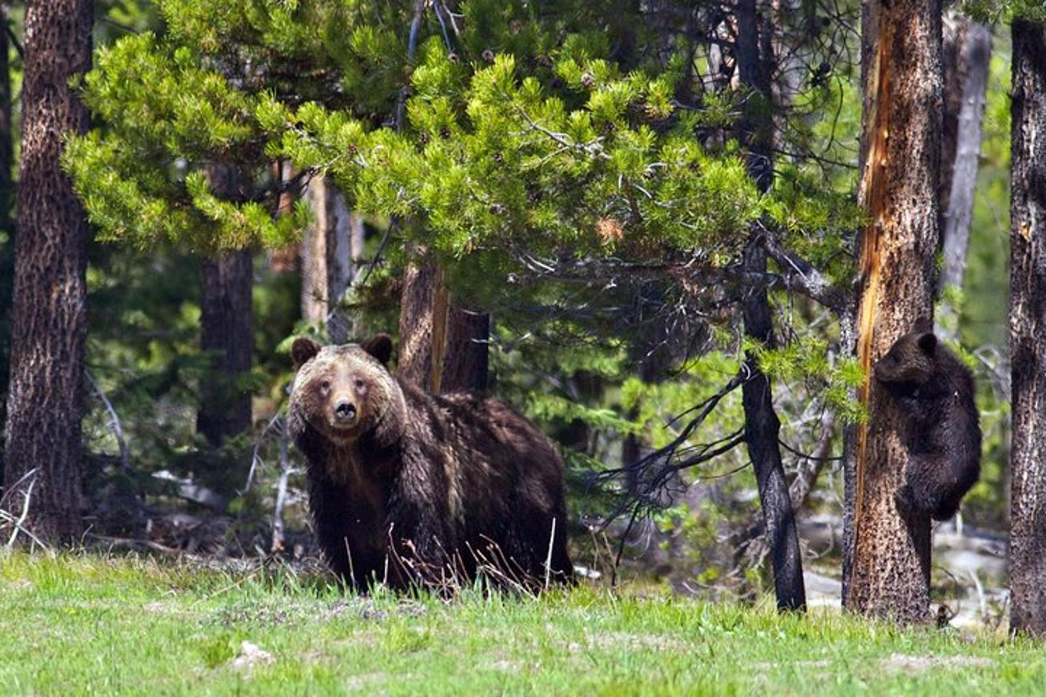 Jackson Hole Sunrise Wildlife Safari - Image 4