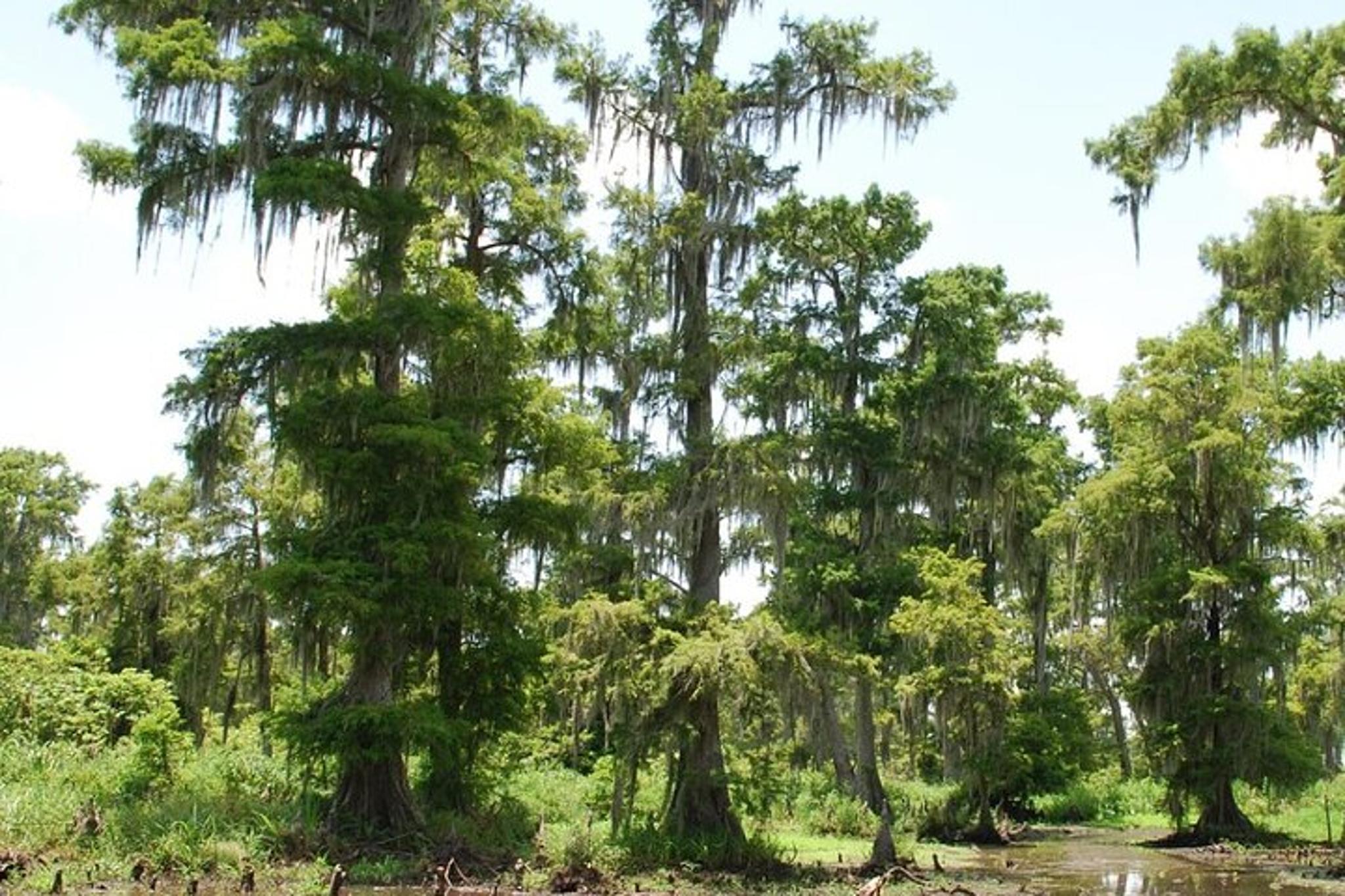 Louisiana Airboat Swamp Tour - Image 4