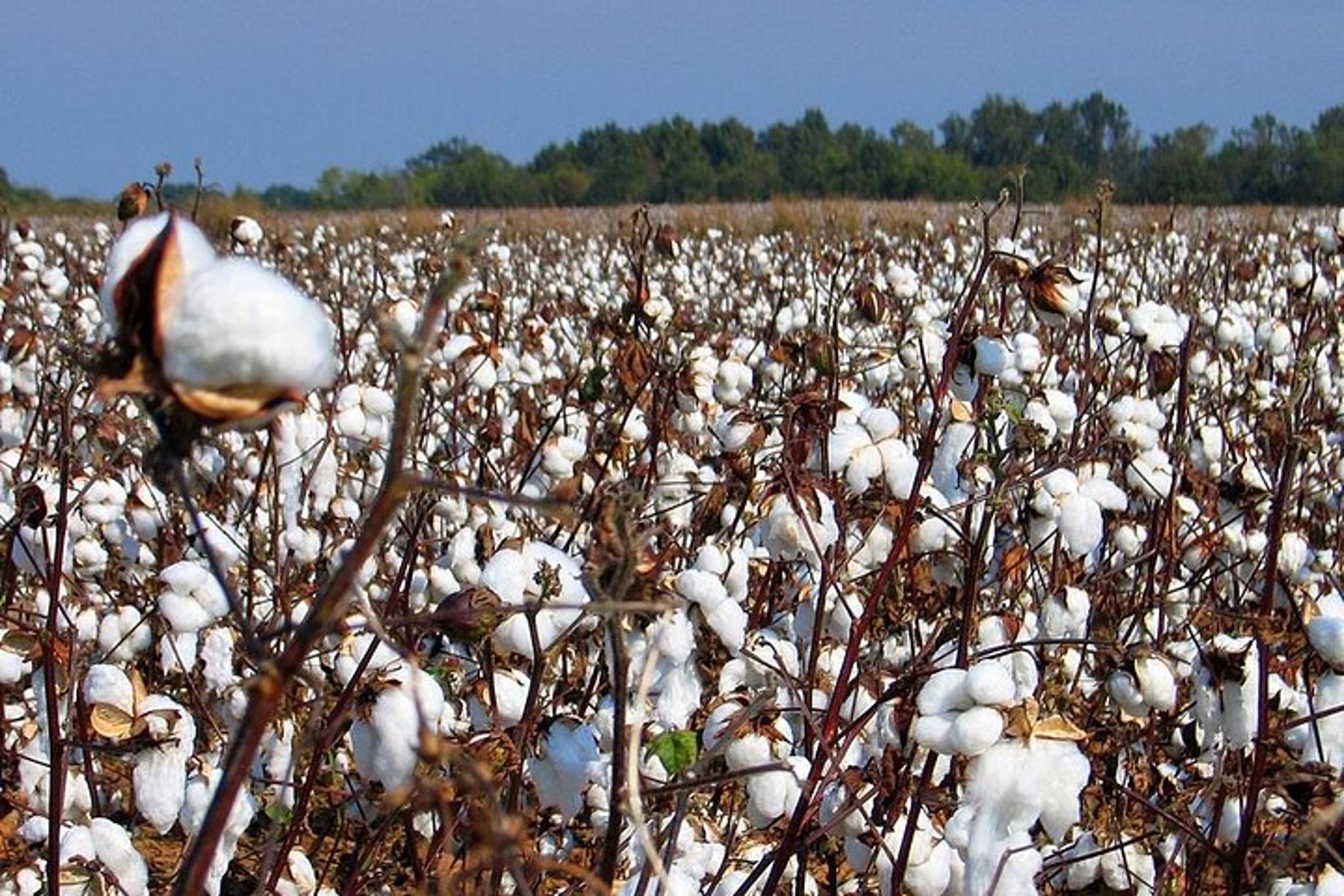 New Orleans Plantation Driving Tour - Image 5