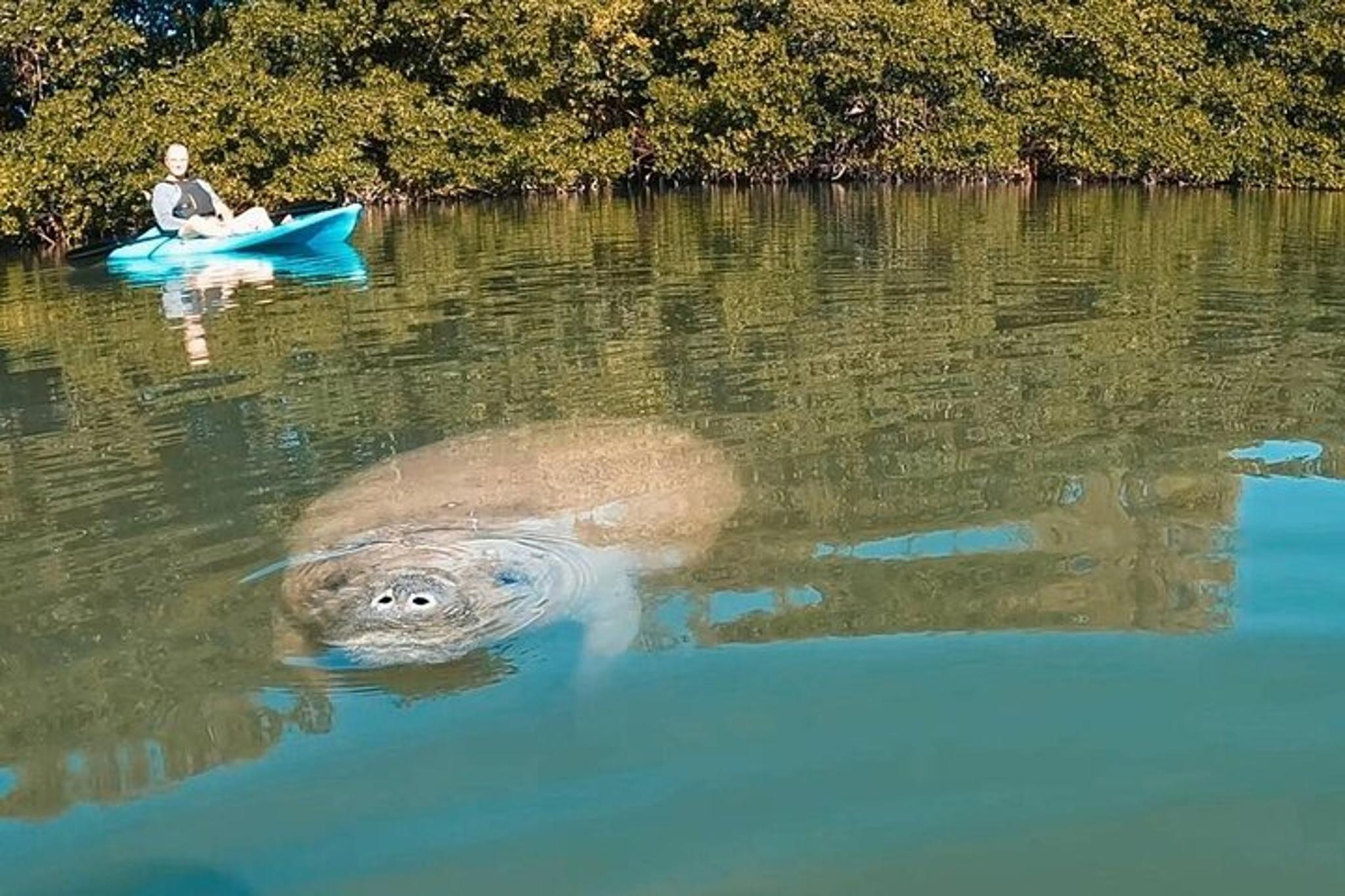 Miami Manatee Paddle Tour from Virginia Key 2 hr - Image 3