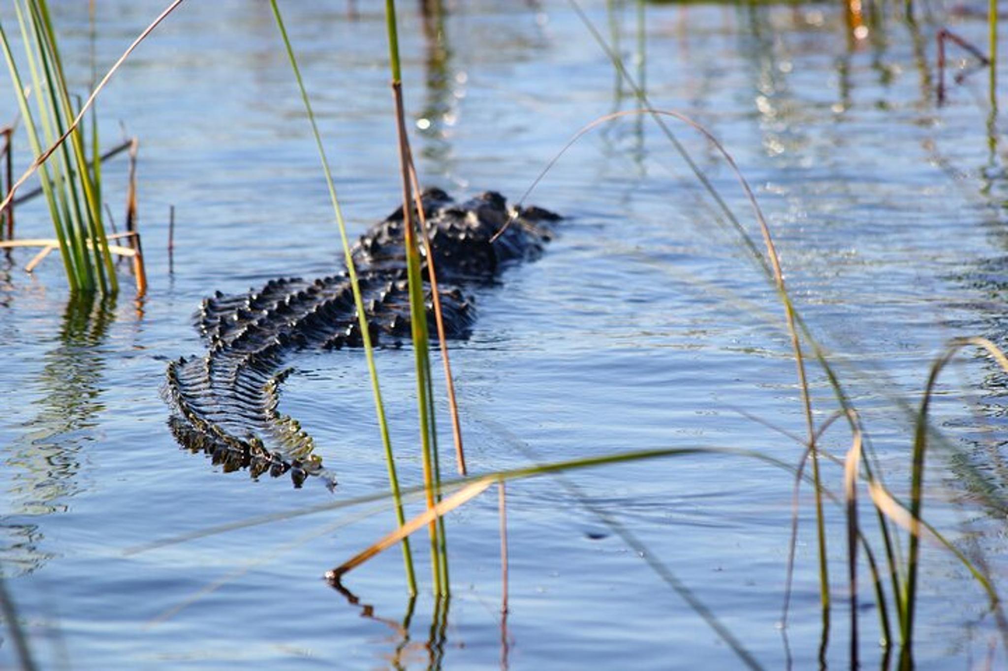 Miami Everglades Airboat Wildlife Experience - Image 4