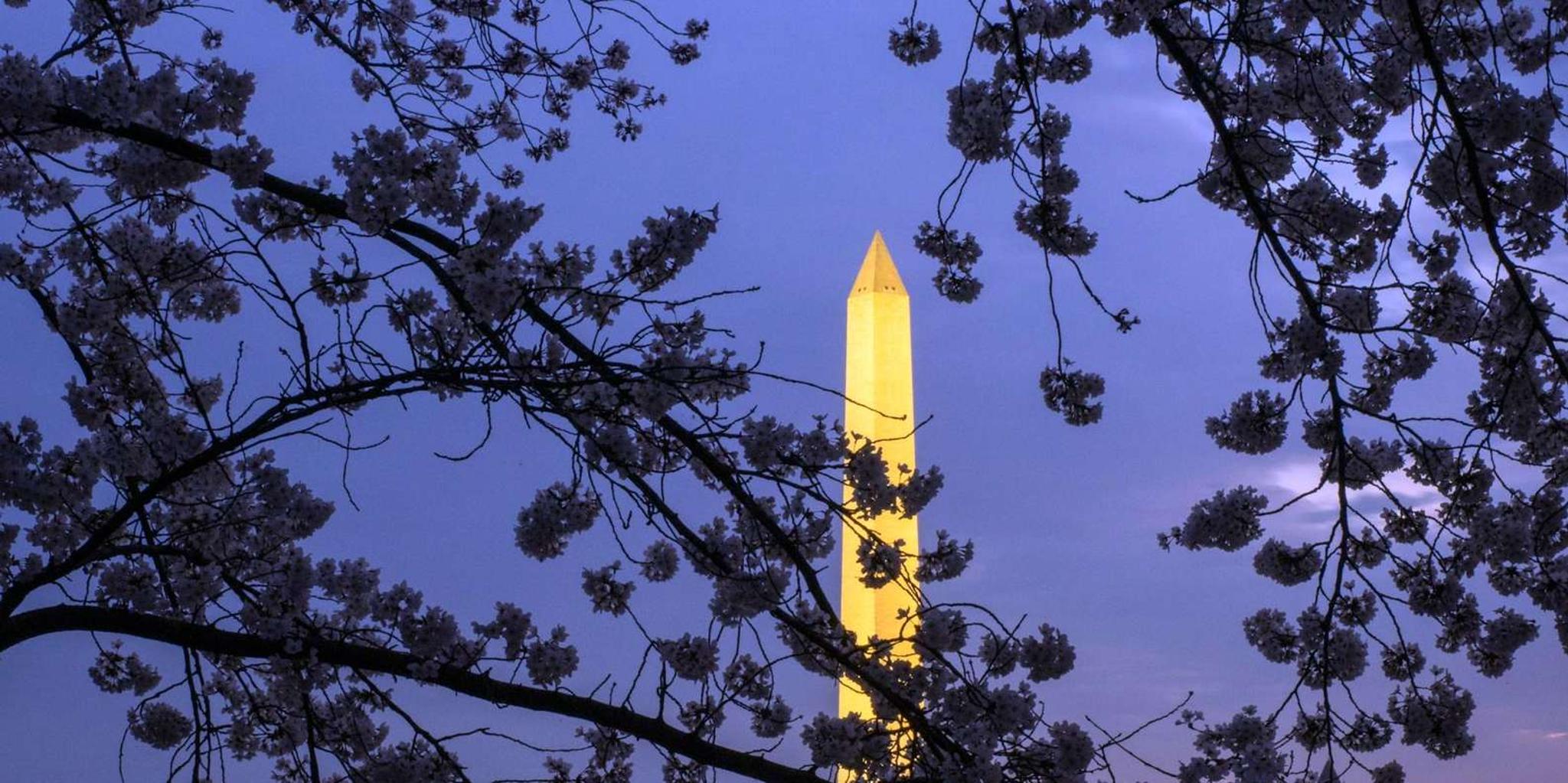 Washington DC Night Monuments Tour with Cherry Blossoms