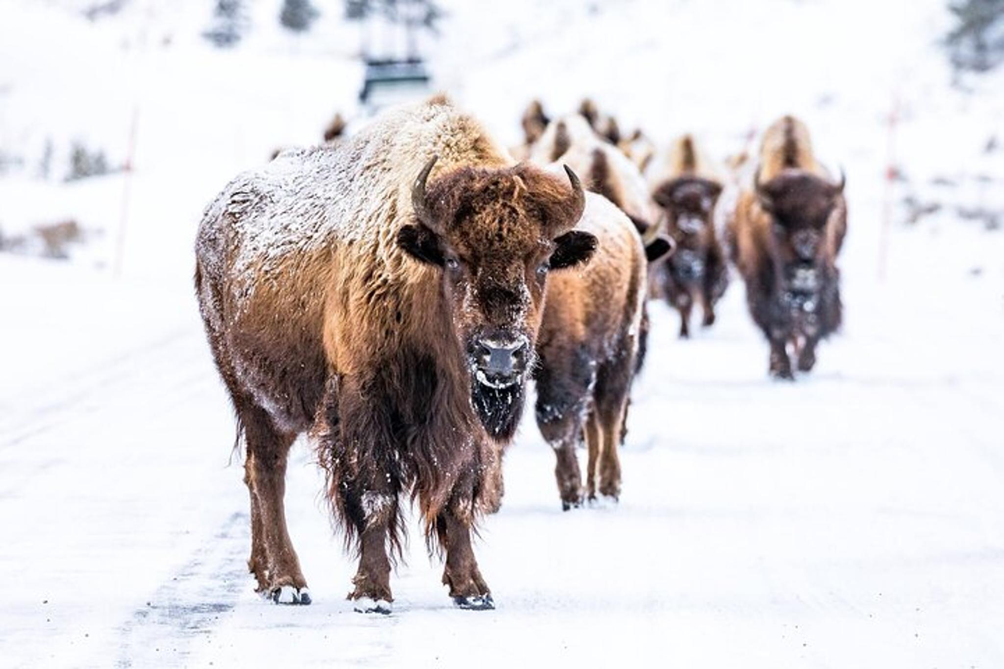 Yellowstone Winter Adventure - Image 1