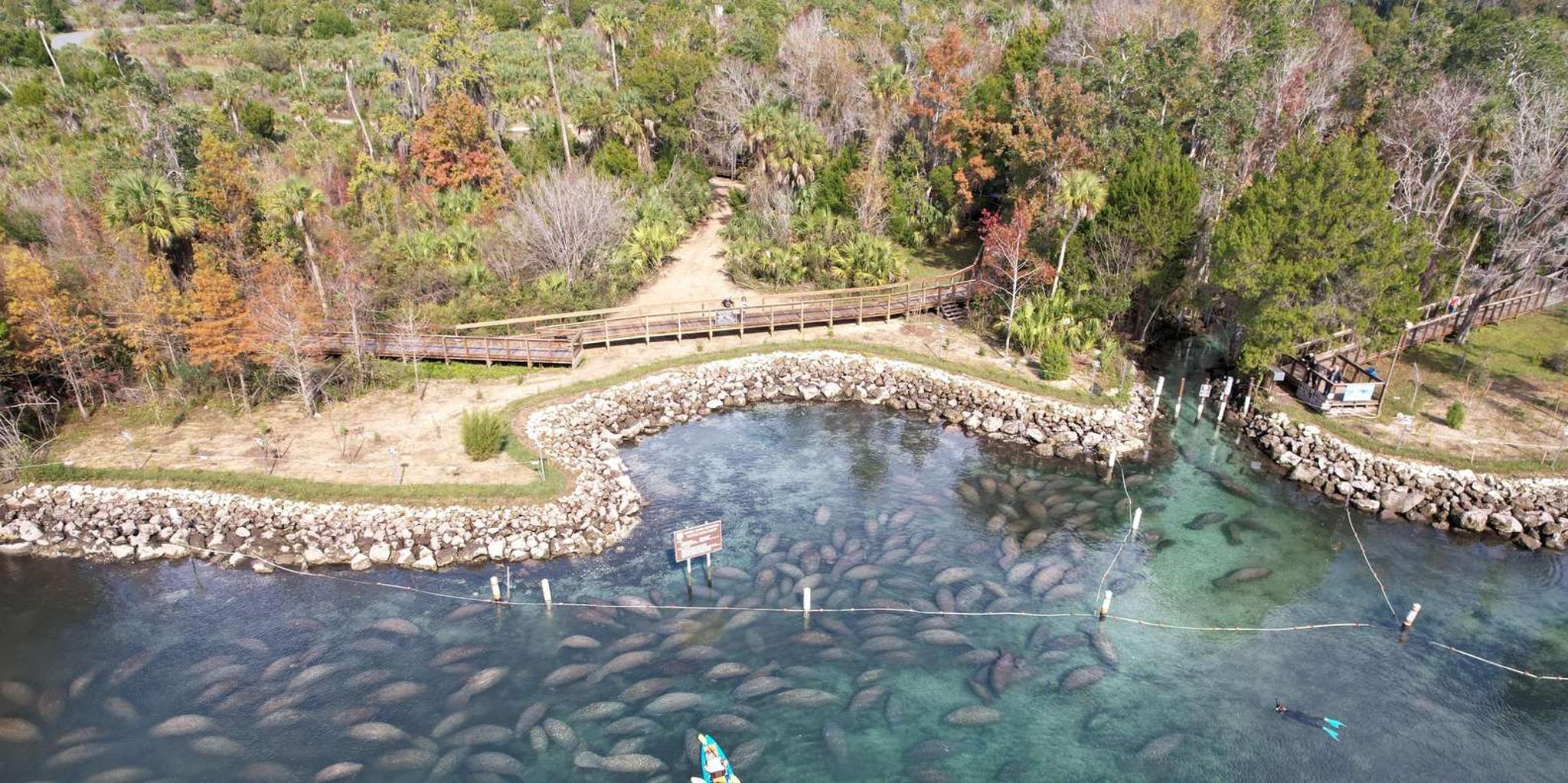 Crystal River Manatee Kayak Tour with Free Photos - Image 4