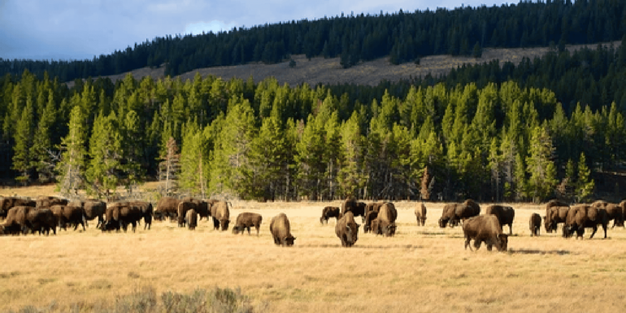 Jackson Hole Yellowstone Wildlife and Geysers Day Tour - Image 3
