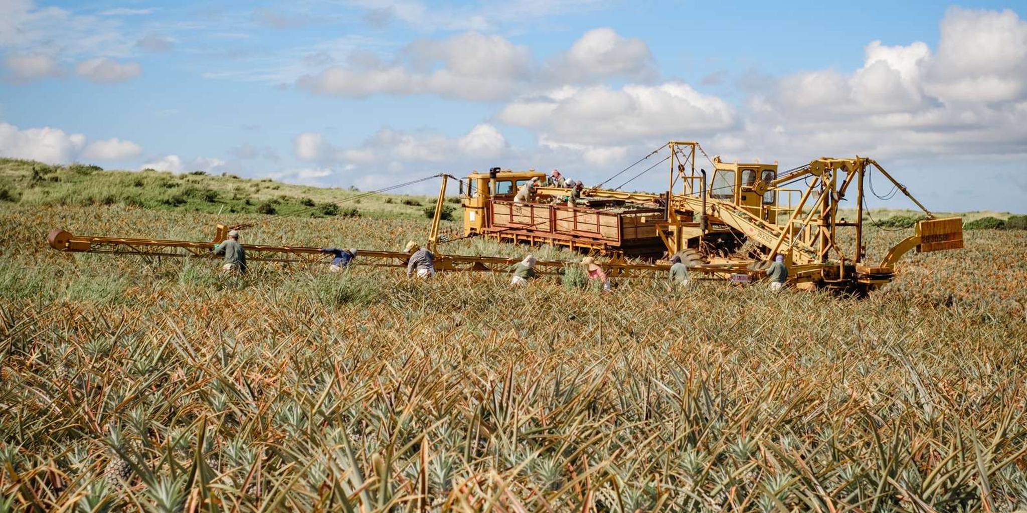 Hali'imaile Pineapple Farm Tour