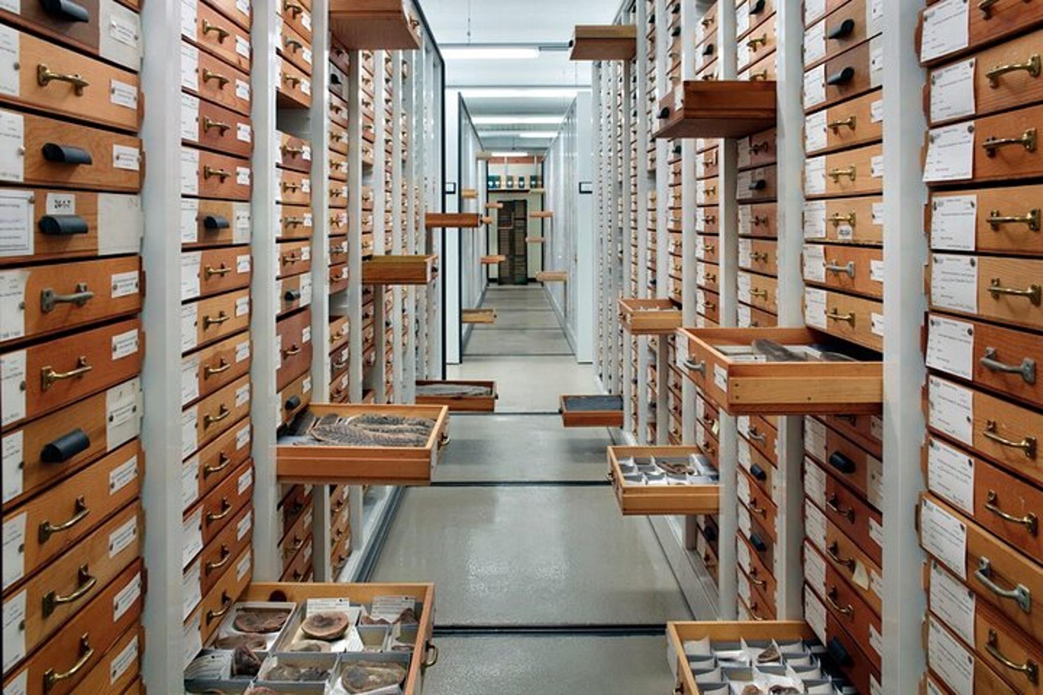 Chicago Field Museum Early Access Tour - Image 6