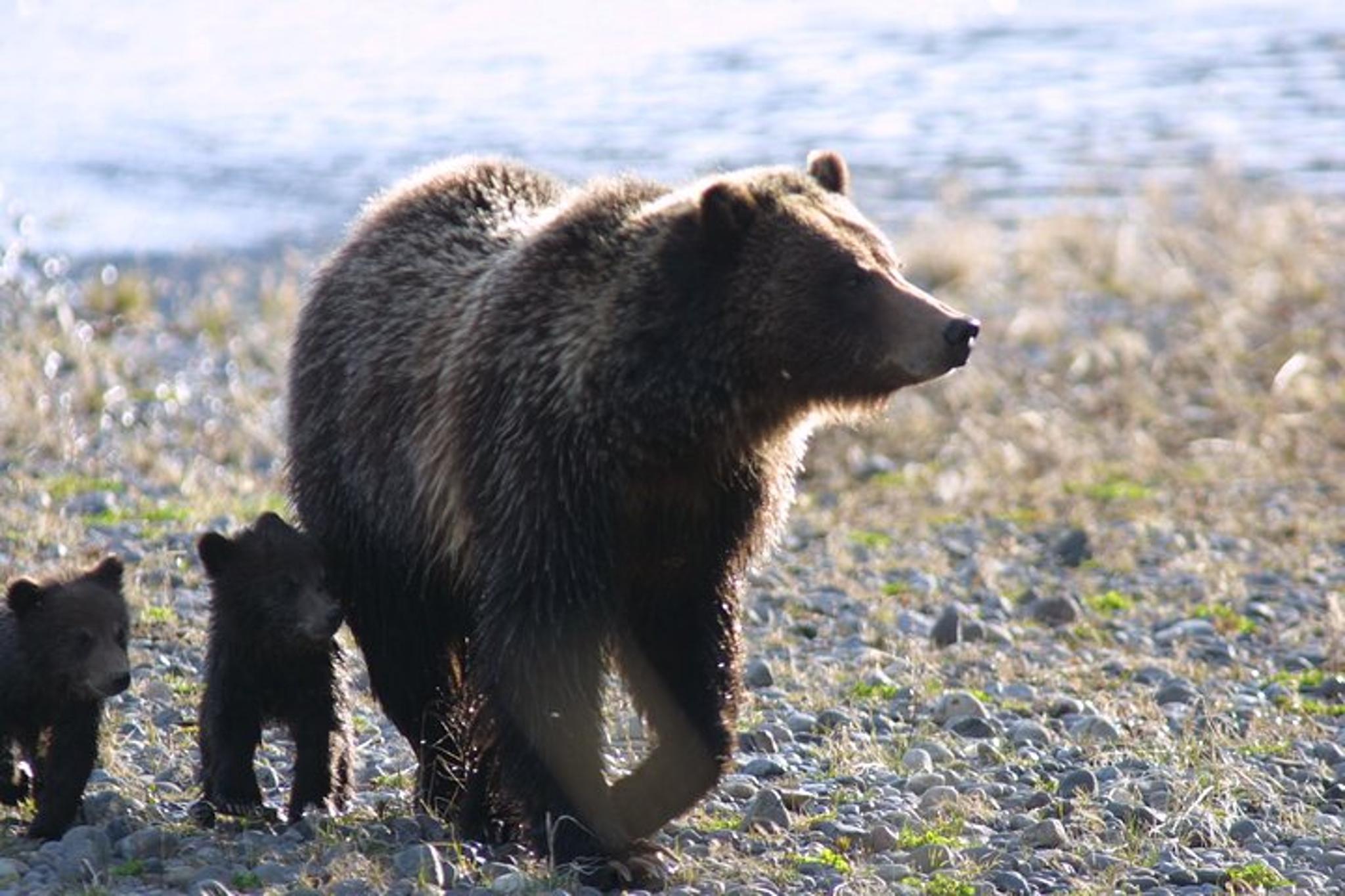 Yellowstone Wildlife Adventure in Lamar Valley at Sunrise - Image 1