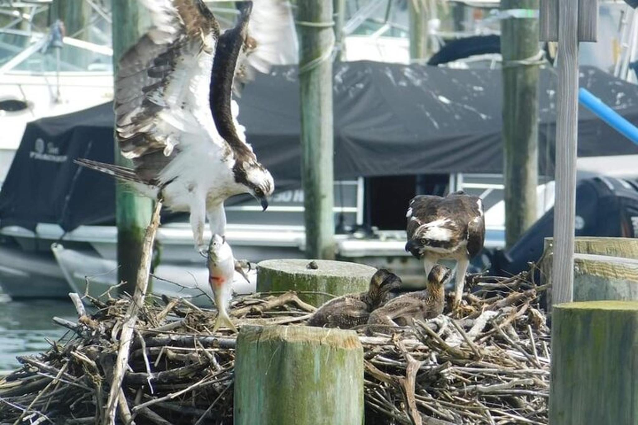 Cape May Eco-Cruise Osprey Birding 2 hr - Image 6