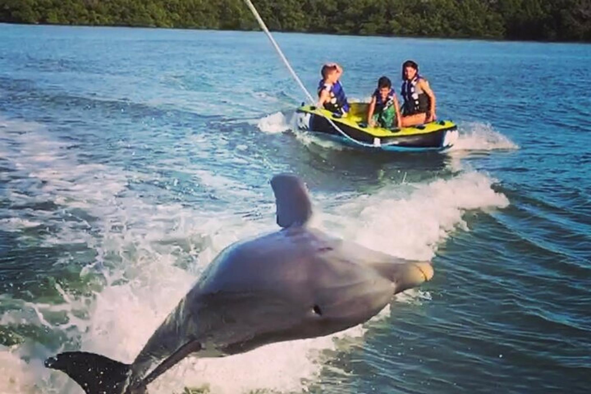 Marco Island Tubing, Dolphin Watching and Shelling Tour