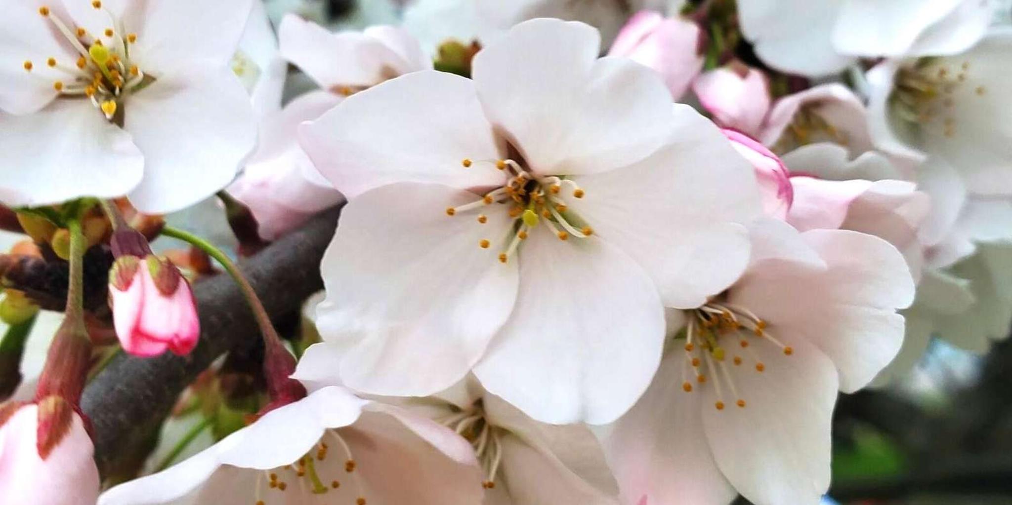 Washington DC Cherry Blossom Bus Tour with Tidal Basin Walk - Image 4