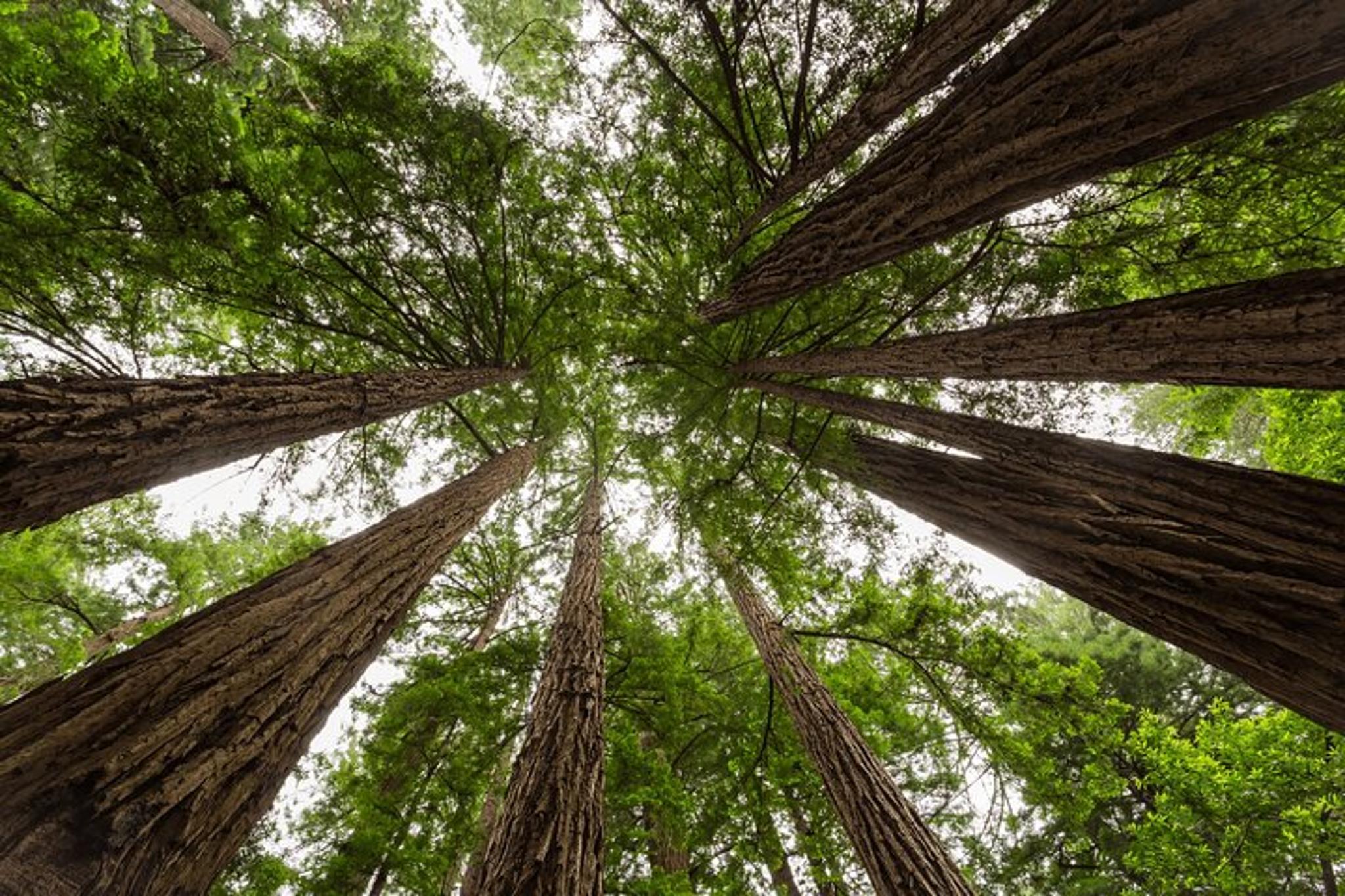 San Francisco Monterey & Yosemite Tour 2-Day - Image 4