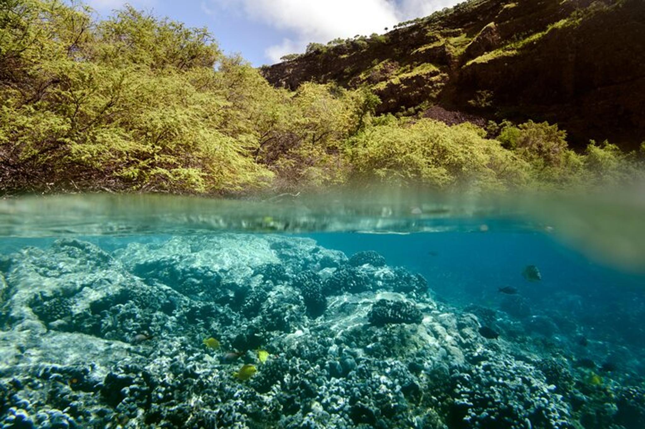 Captain Cook Snorkel Tour at Kealakekua Bay - Image 6