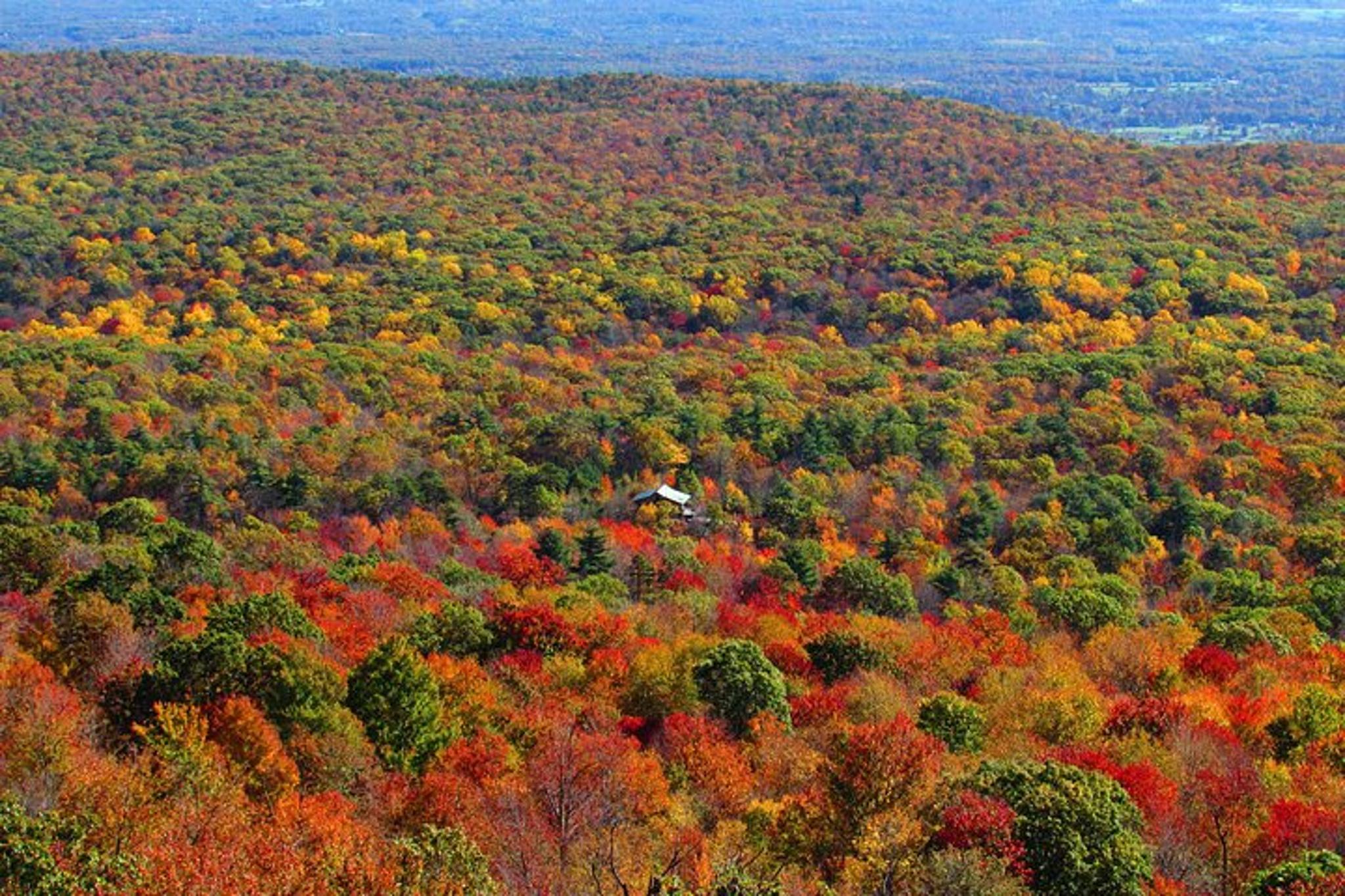 Westchester Fall Foliage Helicopter Tour - Image 4