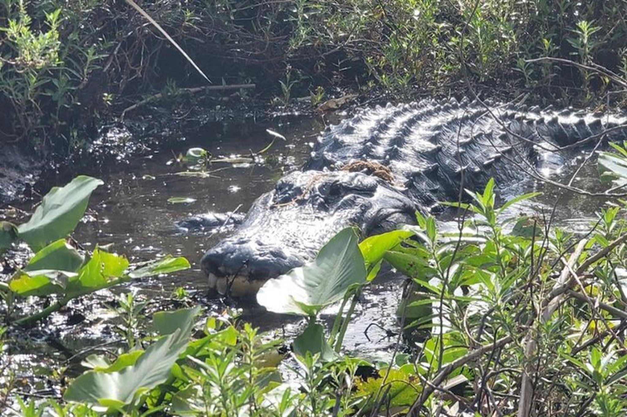 Orlando Airboat Ride Through Everglades - Image 3