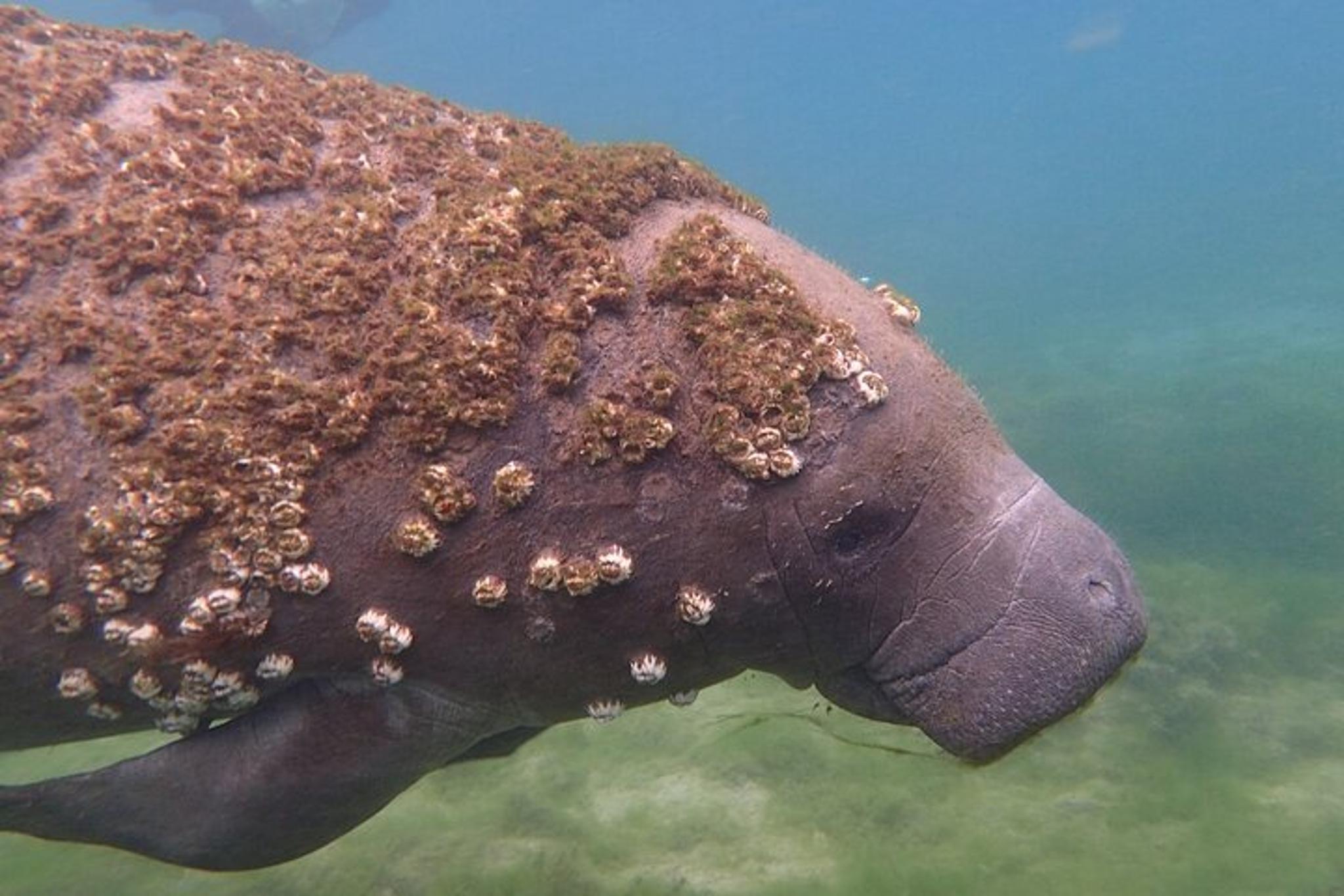 Crystal River Manatee Swim Eco Tour - Image 5