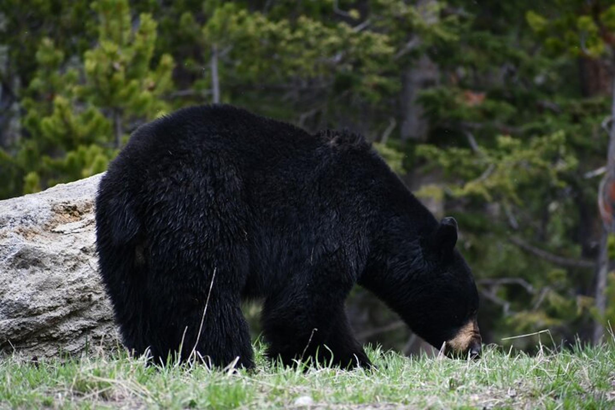 Big Sky Yellowstone Park Private Day Trip - Image 2