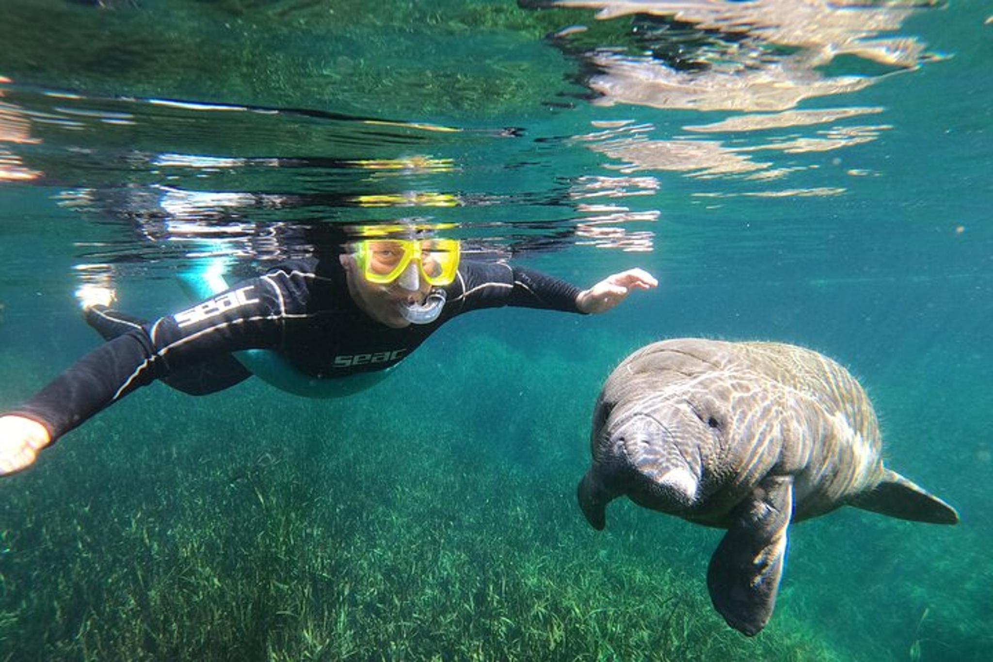 Crystal River Manatee Swim Small Group 3 Hr