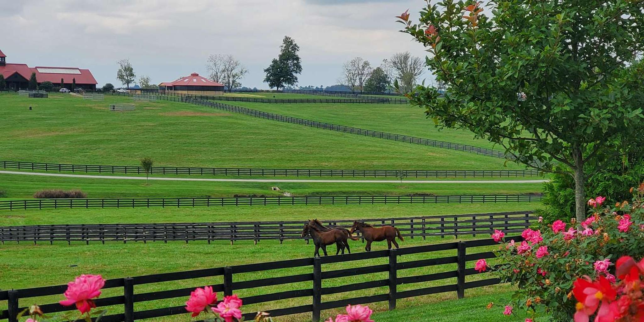 Lexington Horse Farm Tour with Insider Access