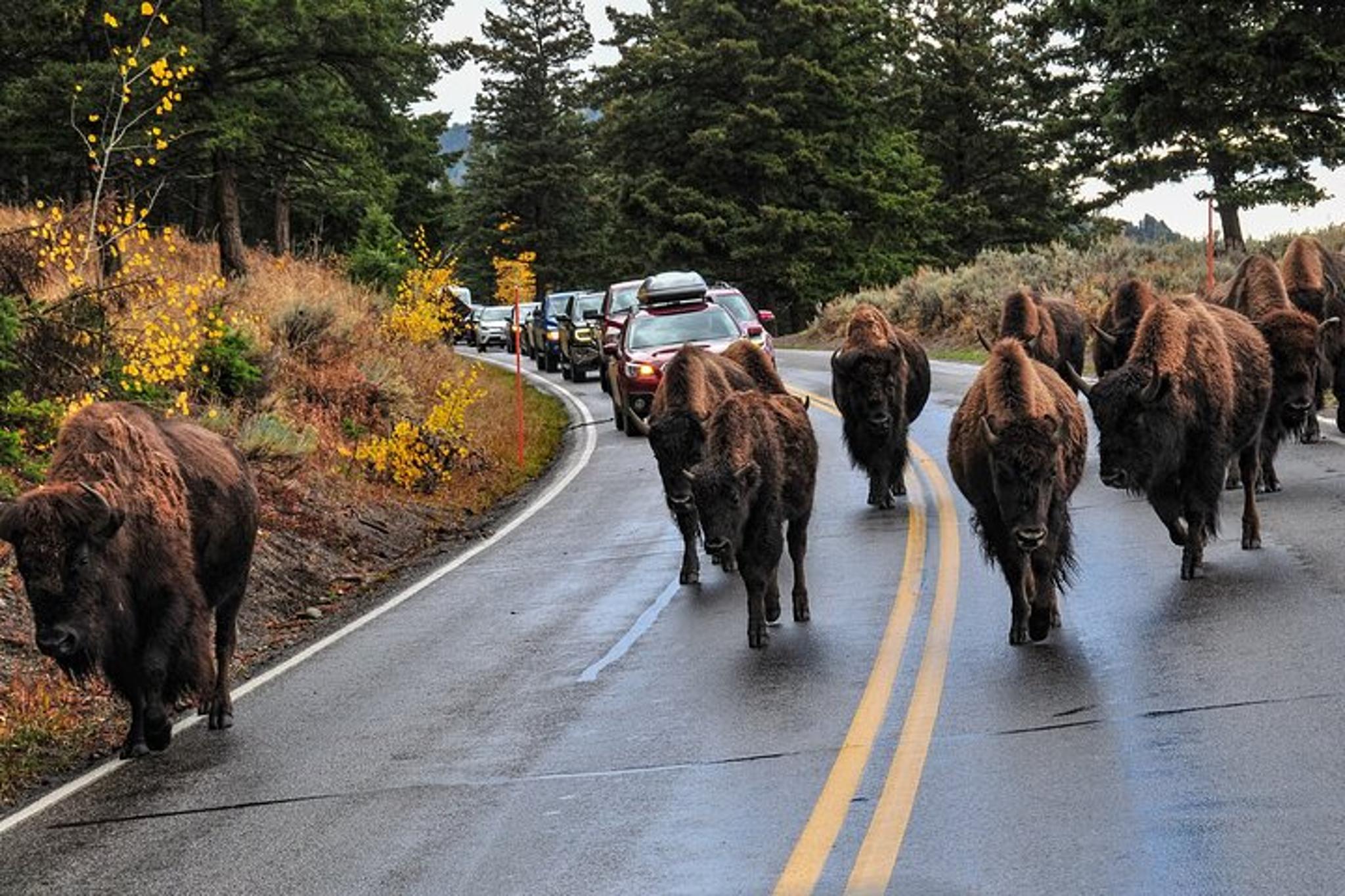 Yellowstone and Grand Teton 5-Day Tour - Image 6