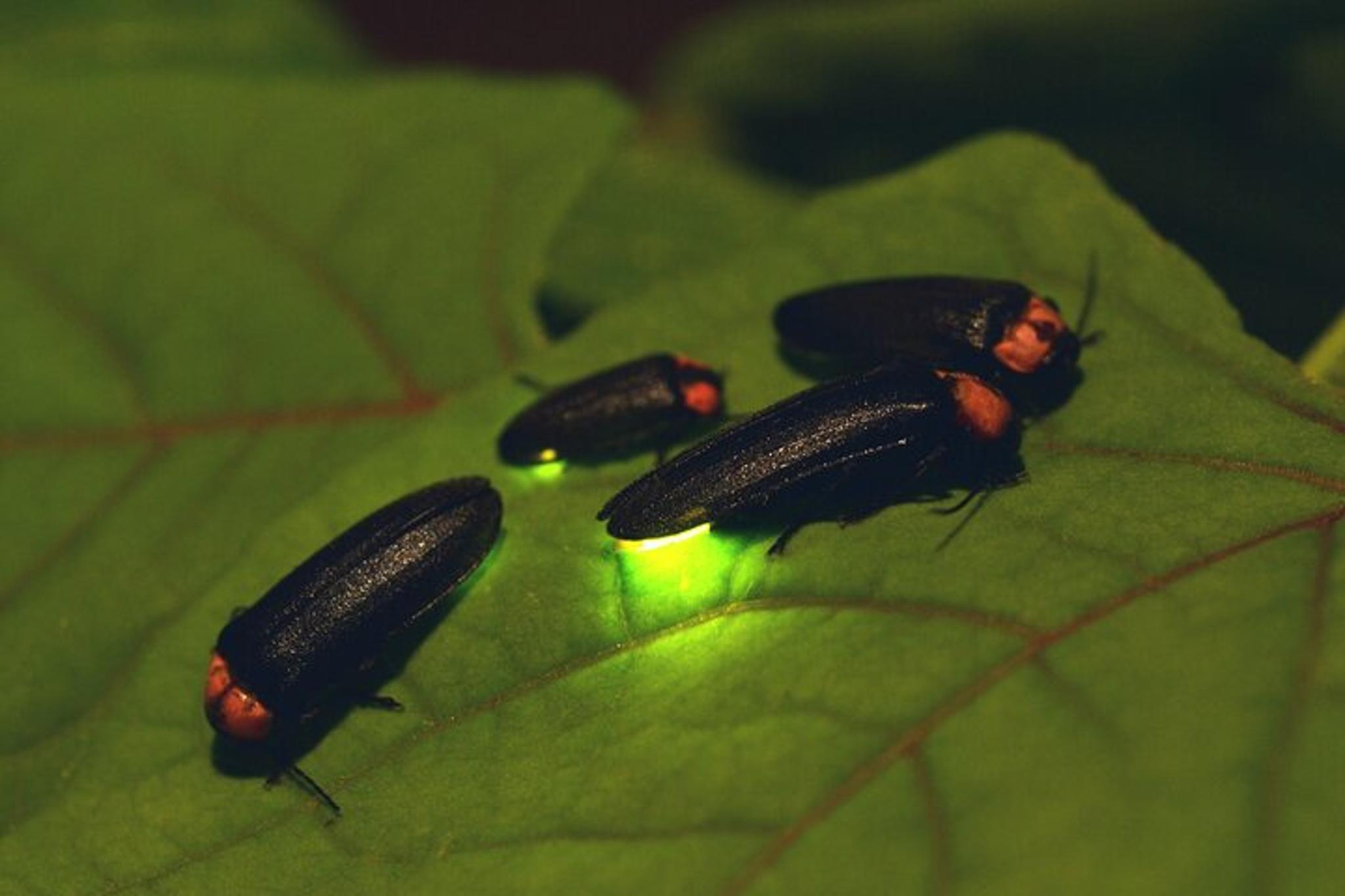 Asheville Nighttime Forest Firefly Hike - Image 3