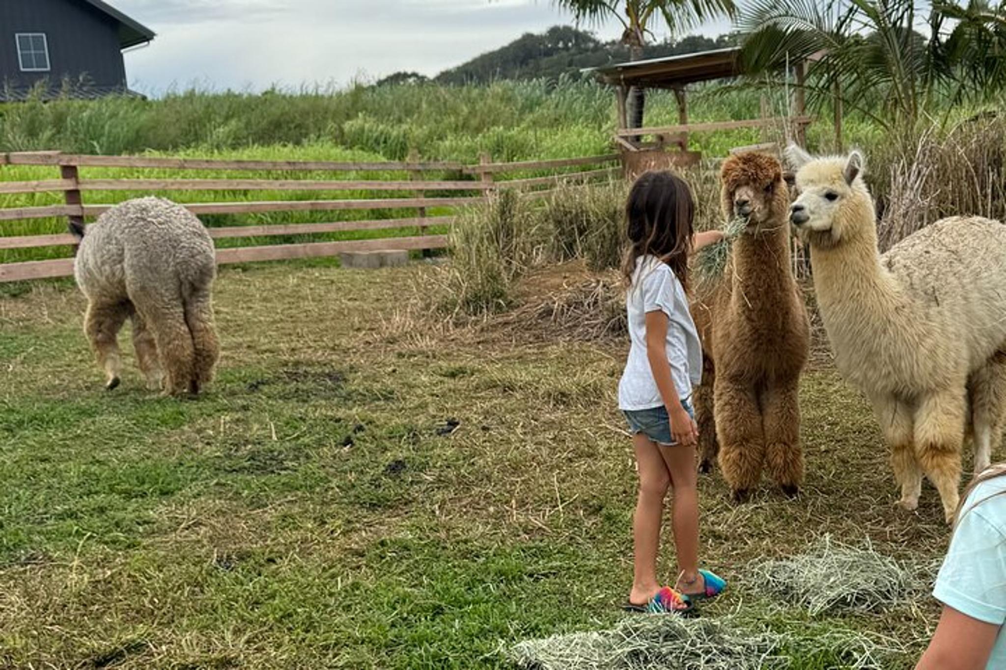 Hana Alpaca Farm Experience - Image 2