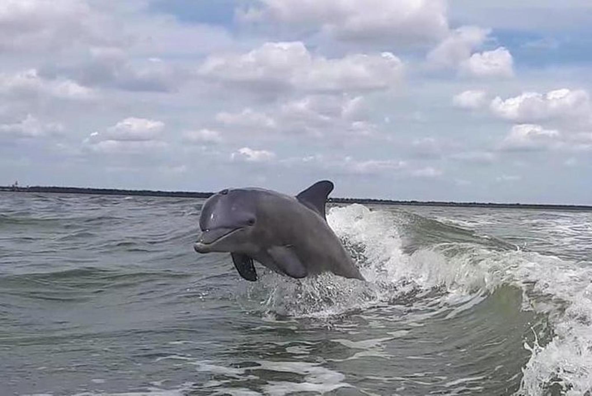 Everglades Motorboat Eco Tour - Image 4