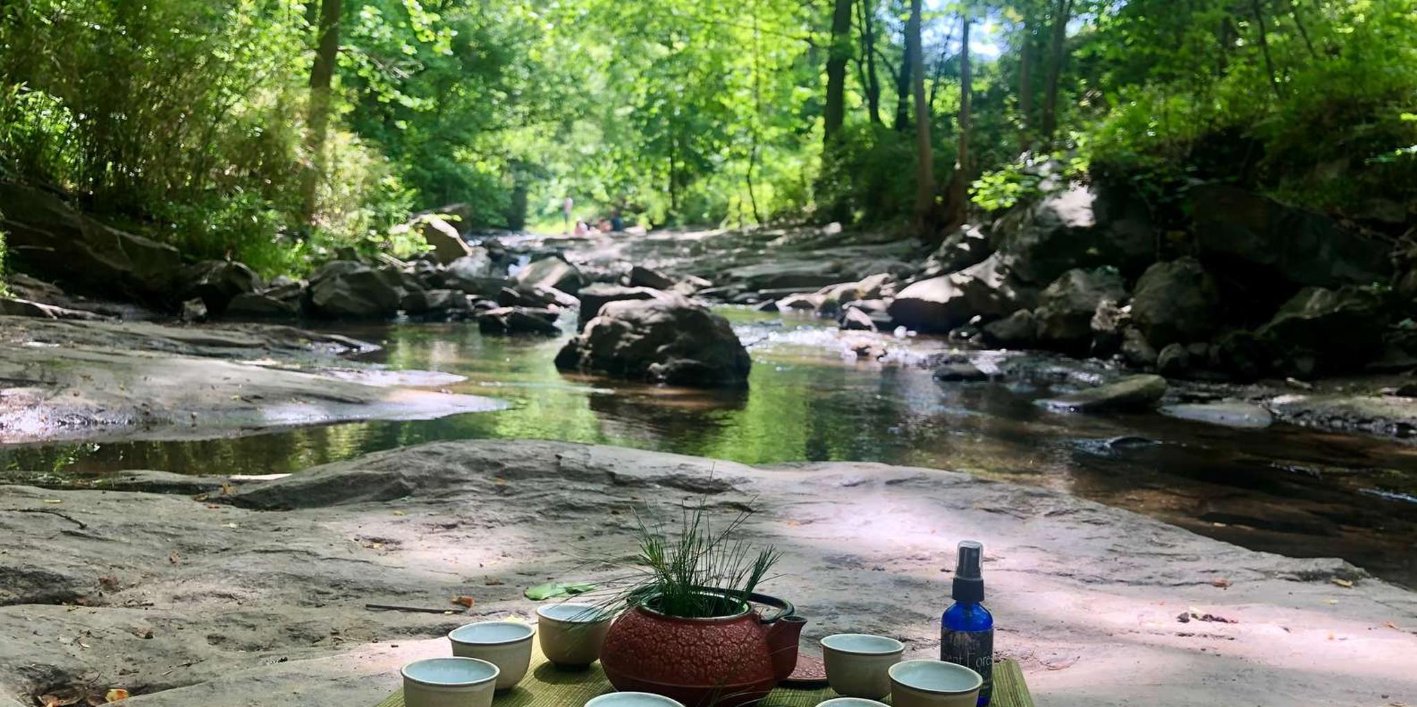 Asheville Forest Bathing & Nature Therapy 3 hr - Image 3