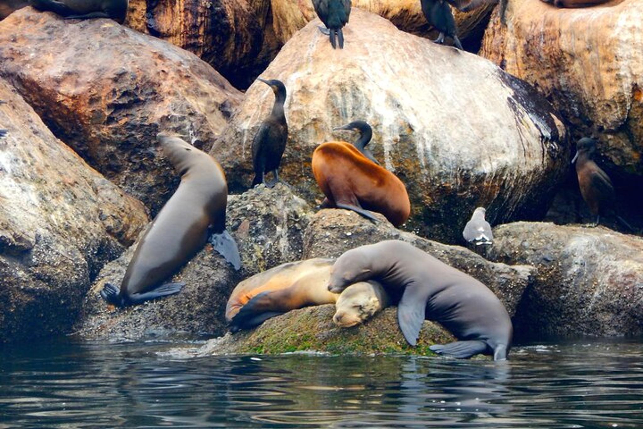 Monterey Bay Kayak Rental: Otters, Seals, and Sea Lions - Image 5