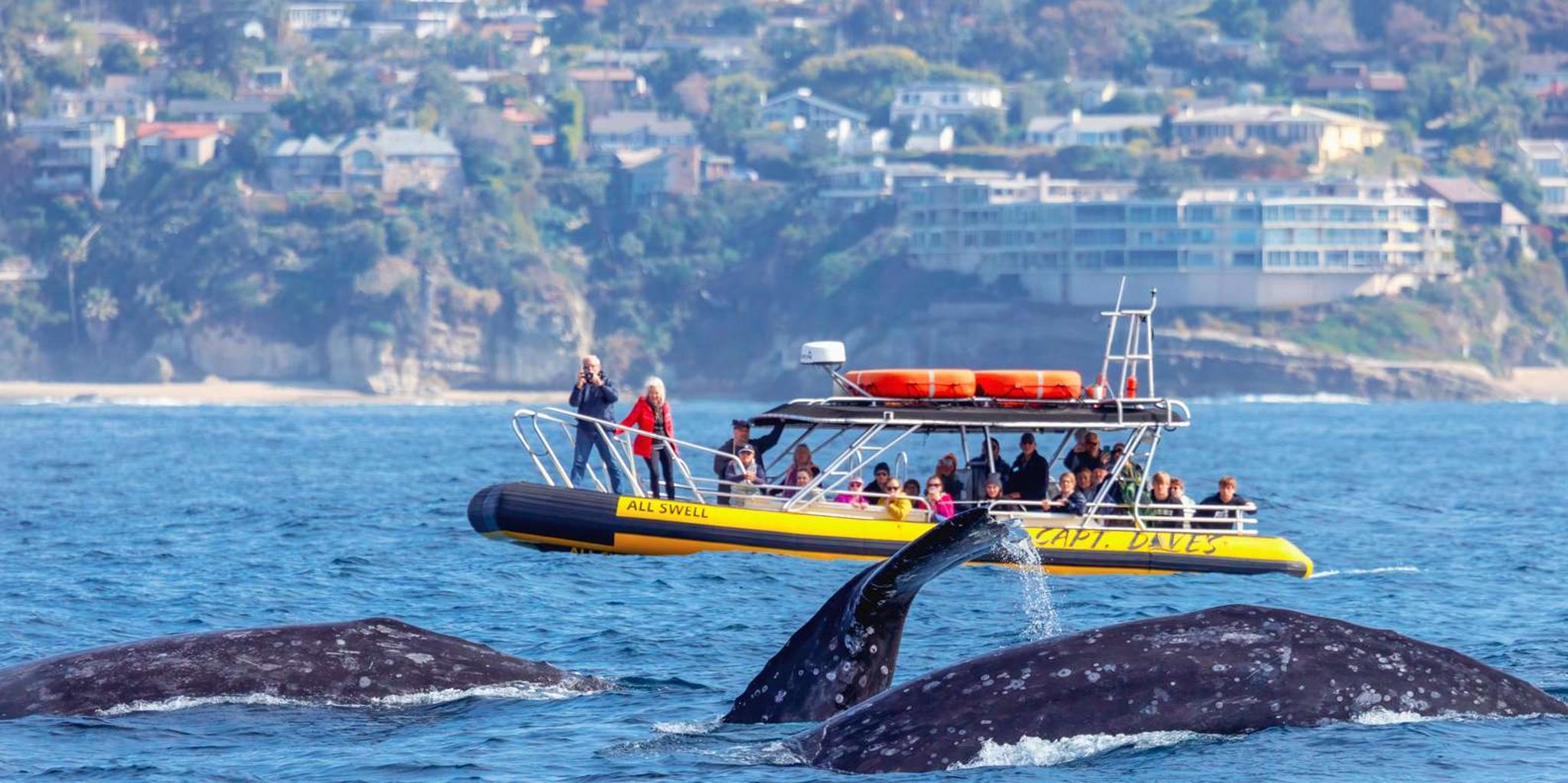 Dana Point Zodiac Whale Watching Safari