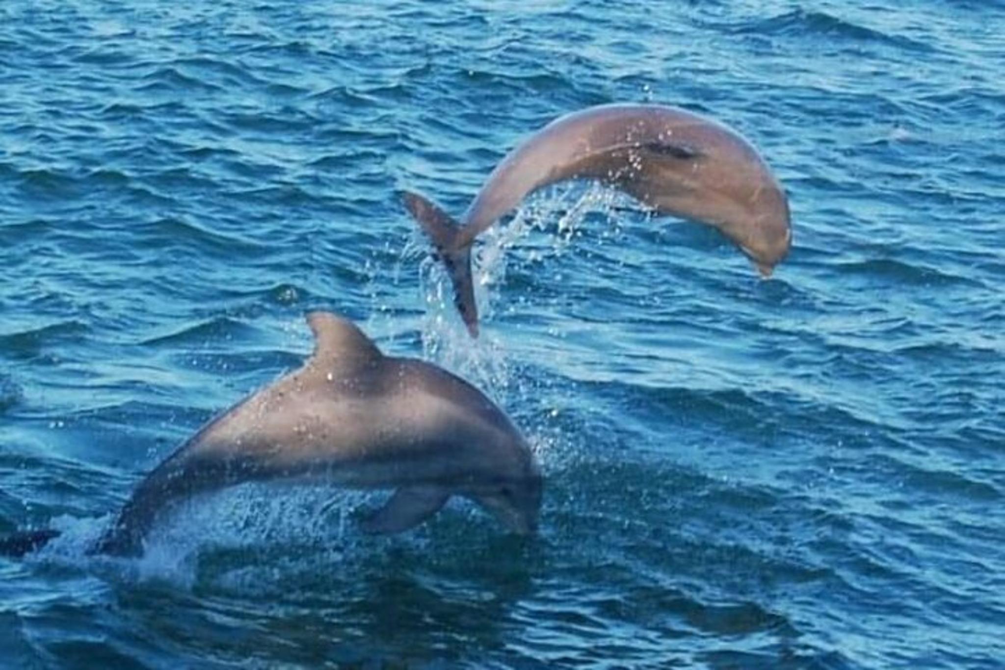Destin Dolphin and Sunset Cruise 90 min - Image 2